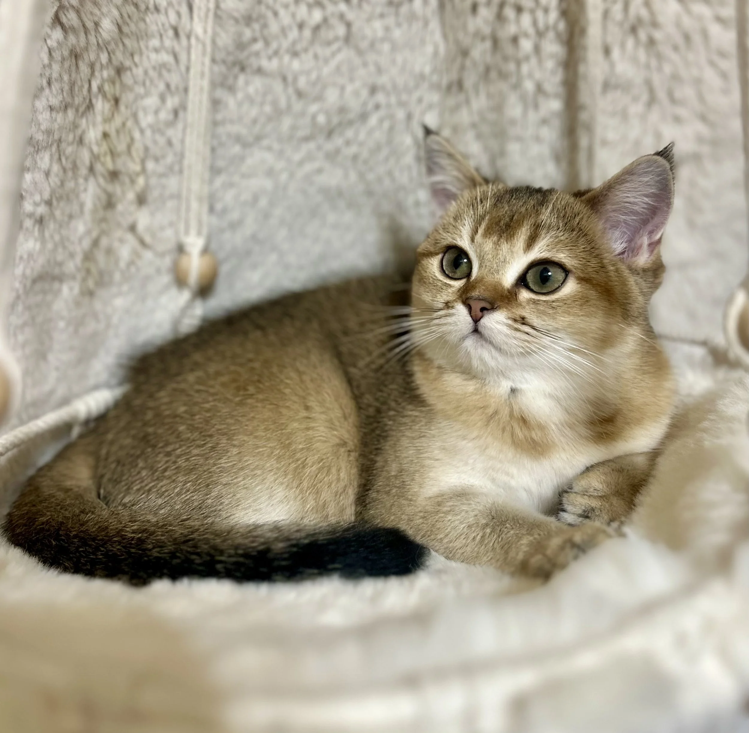 Cute British and Scottish Fold Straight Kitten For Sale In Vancouver Portland Seattle USA