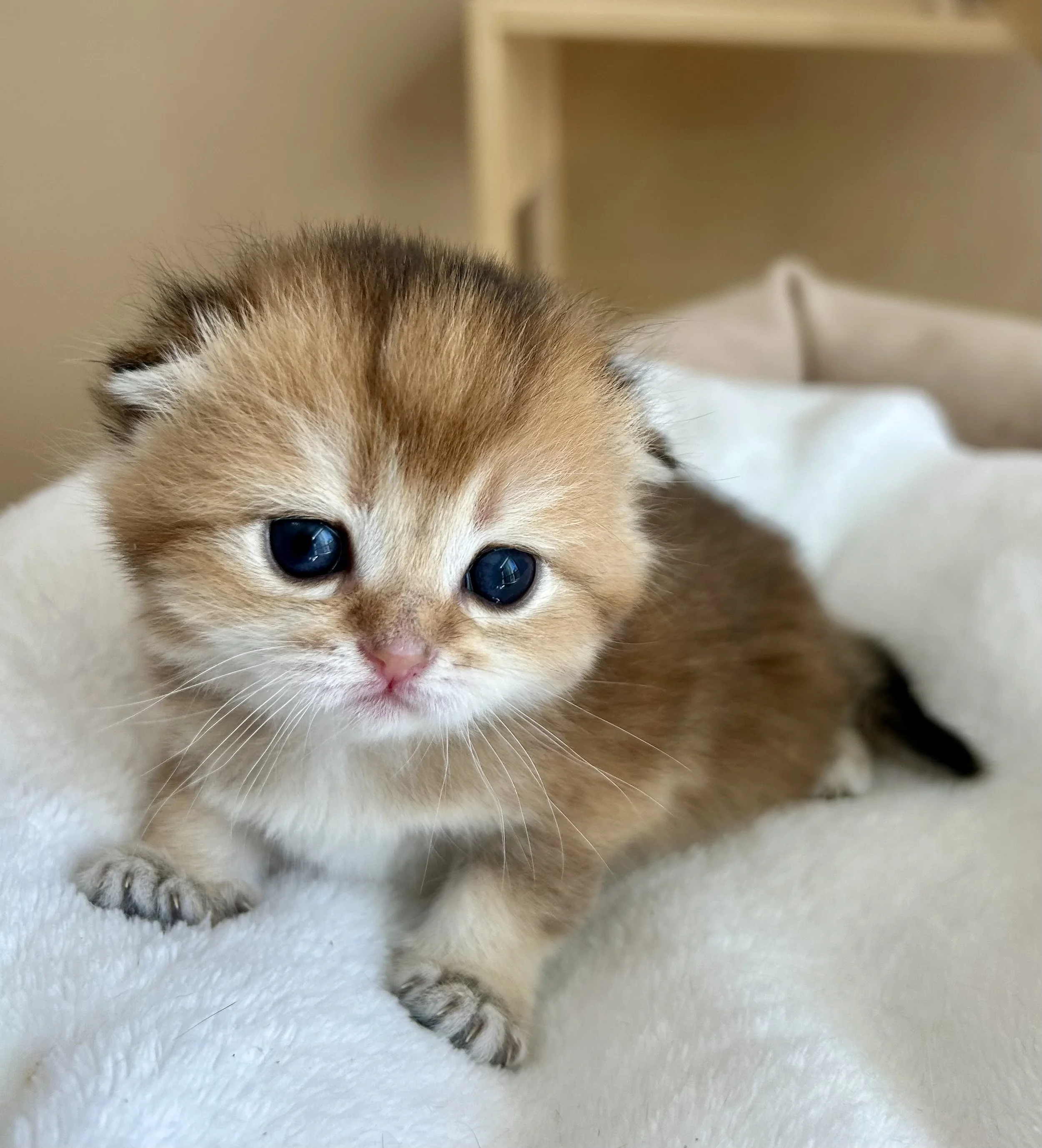 Cute British Scottish Fold Straight Kitten For Sale In Vancouver Portland Seattle USA 