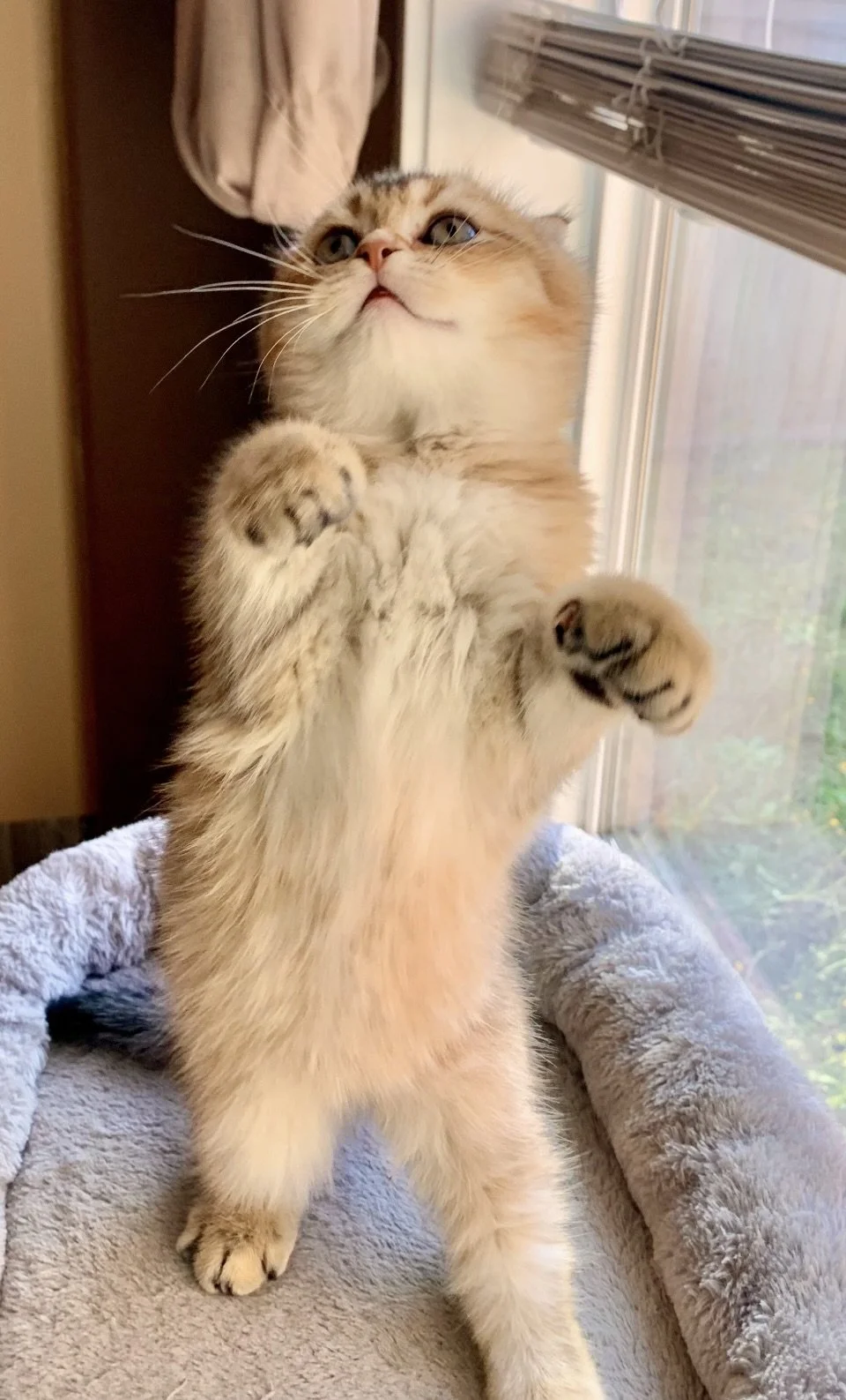 Cute Scottish Fold Straight Kitten For Sale In Vancouver Portland Seattle