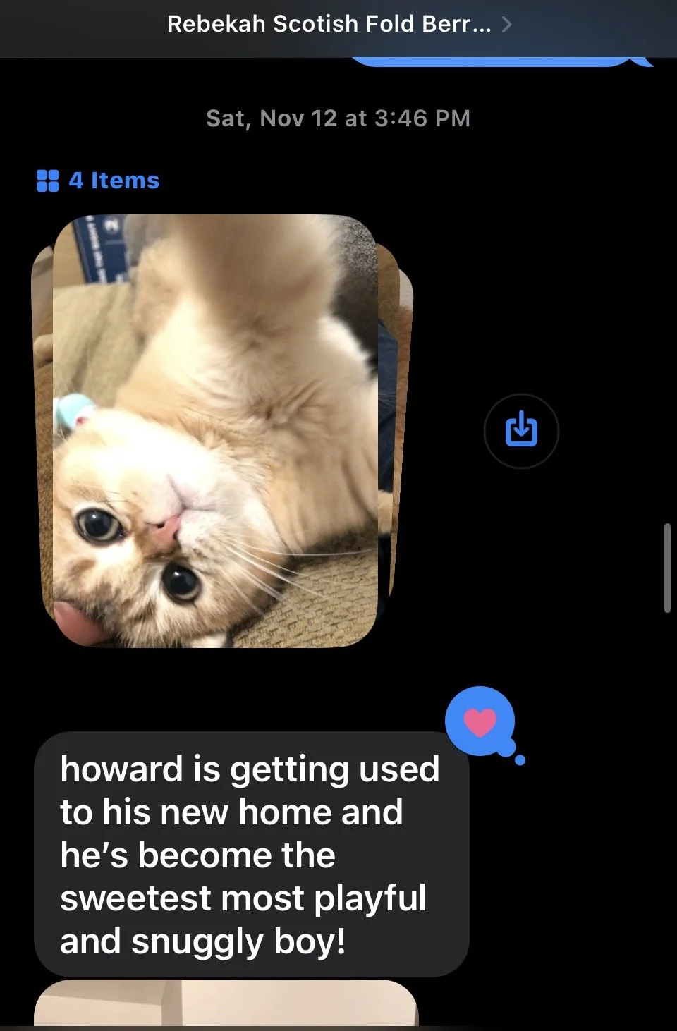 Cute Scottish Fold Straight Kitten For Sale In Vancouver Portland Seattle