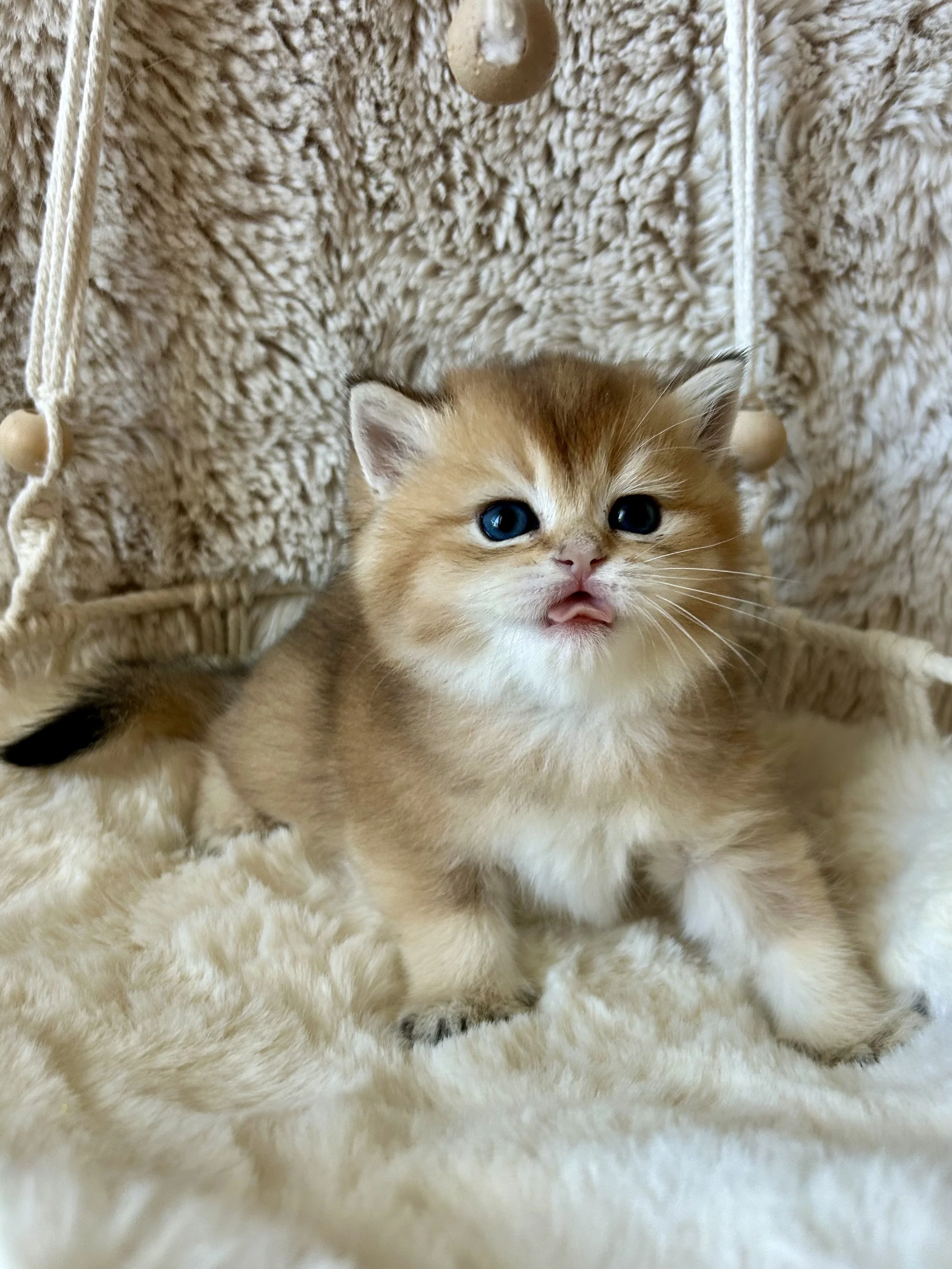 Cute British Scottish Fold Straight Kitten For Sale In Vancouver Portland Seattle USA