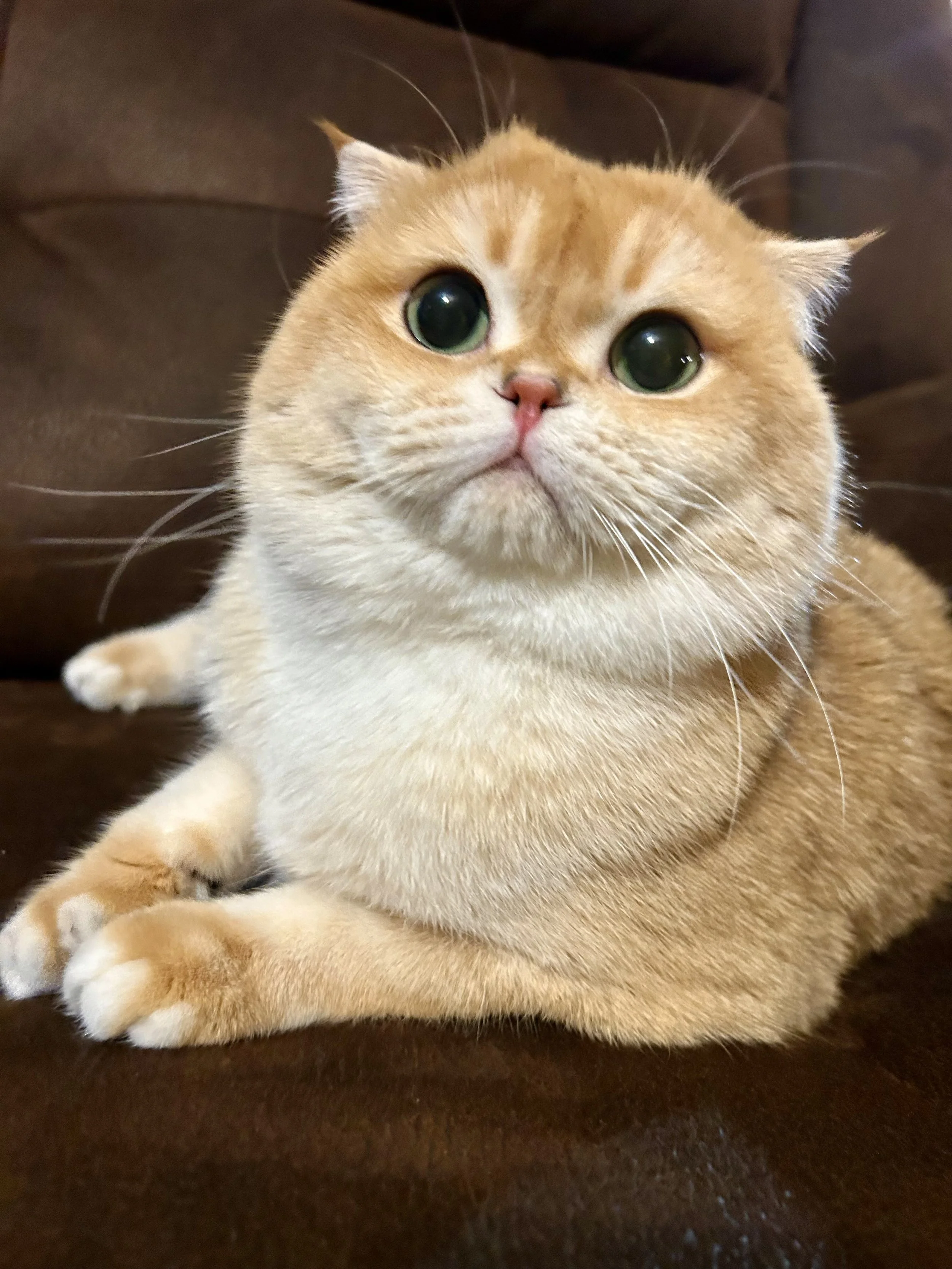 Cute British Scottish Fold Straight Kitten For Sale In Vancouver Portland Seattle USA