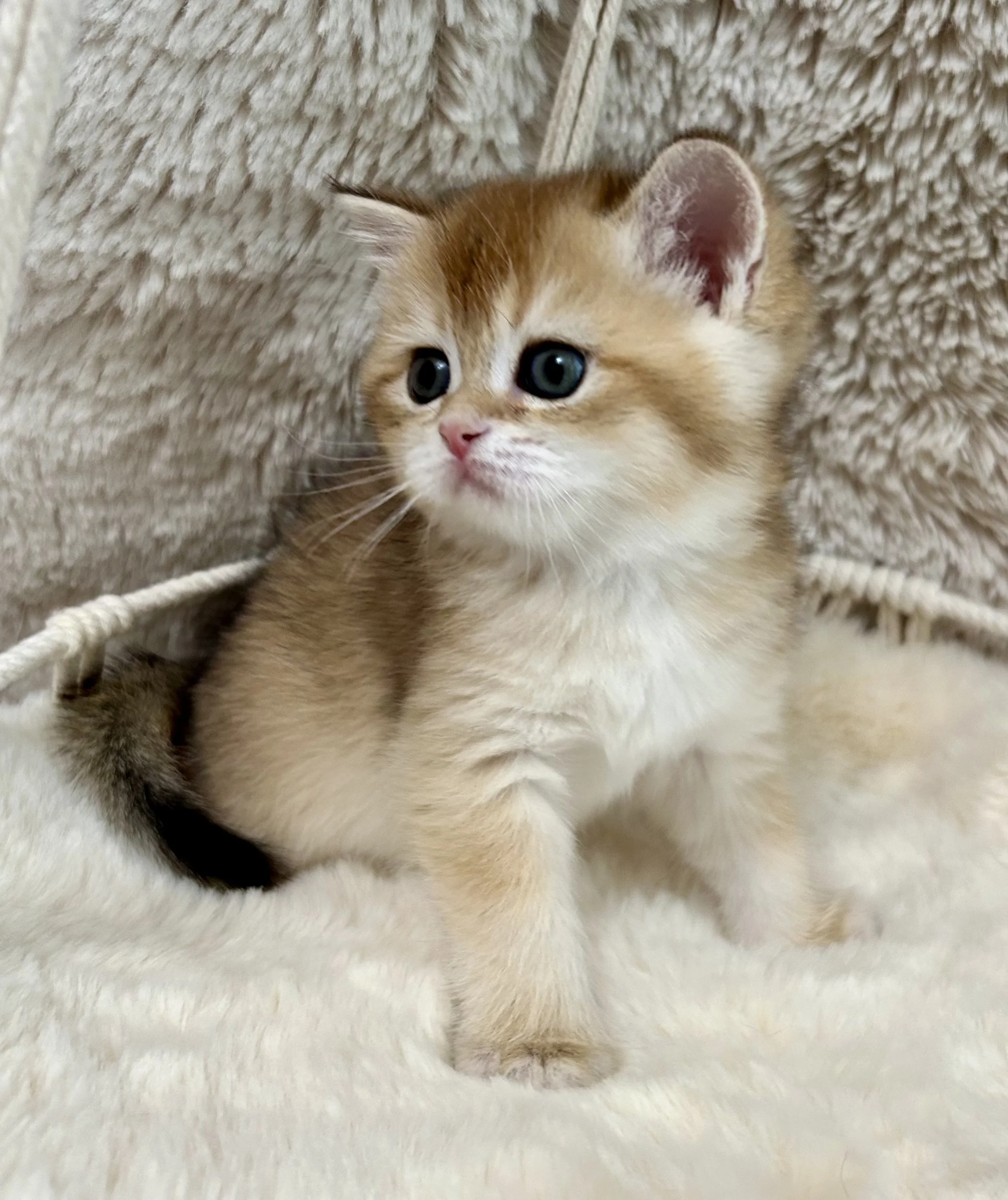 Cute British Scottish Fold Straight Kitten For Sale In Vancouver Portland Seattle USA