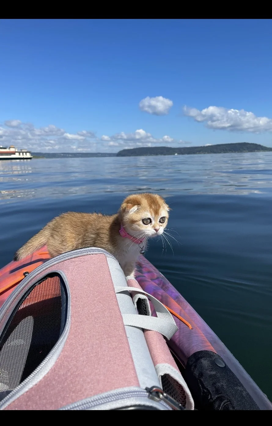 Cute Scottish Fold Straight Kitten For Sale In Vancouver Portland Seattle
