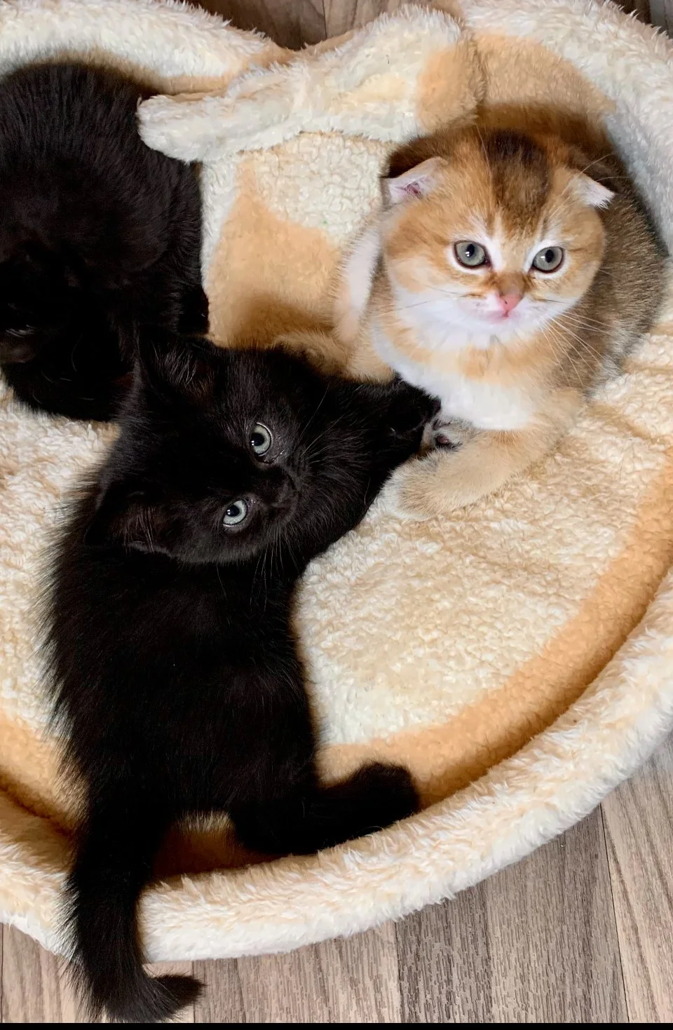 Cute Scottish Fold Straight Kitten For Sale In Vancouver Portland Seattle