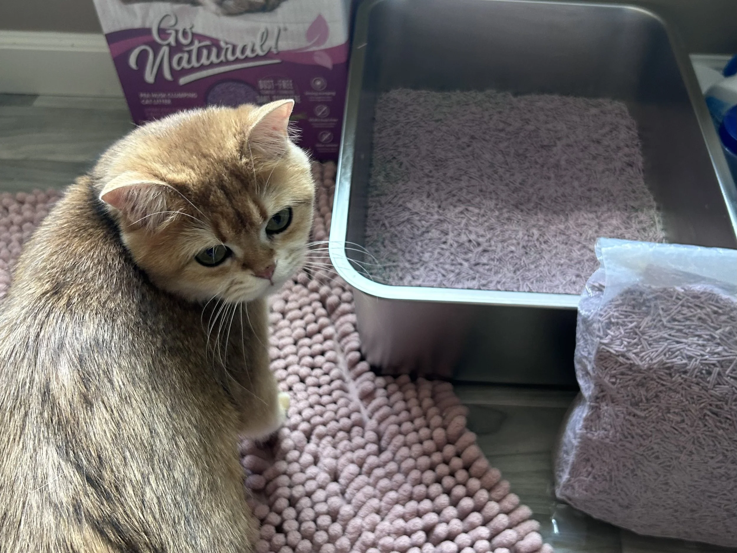 Cute British Scottish Fold Straight Kitten For Sale In Vancouver Portland Seattle USA