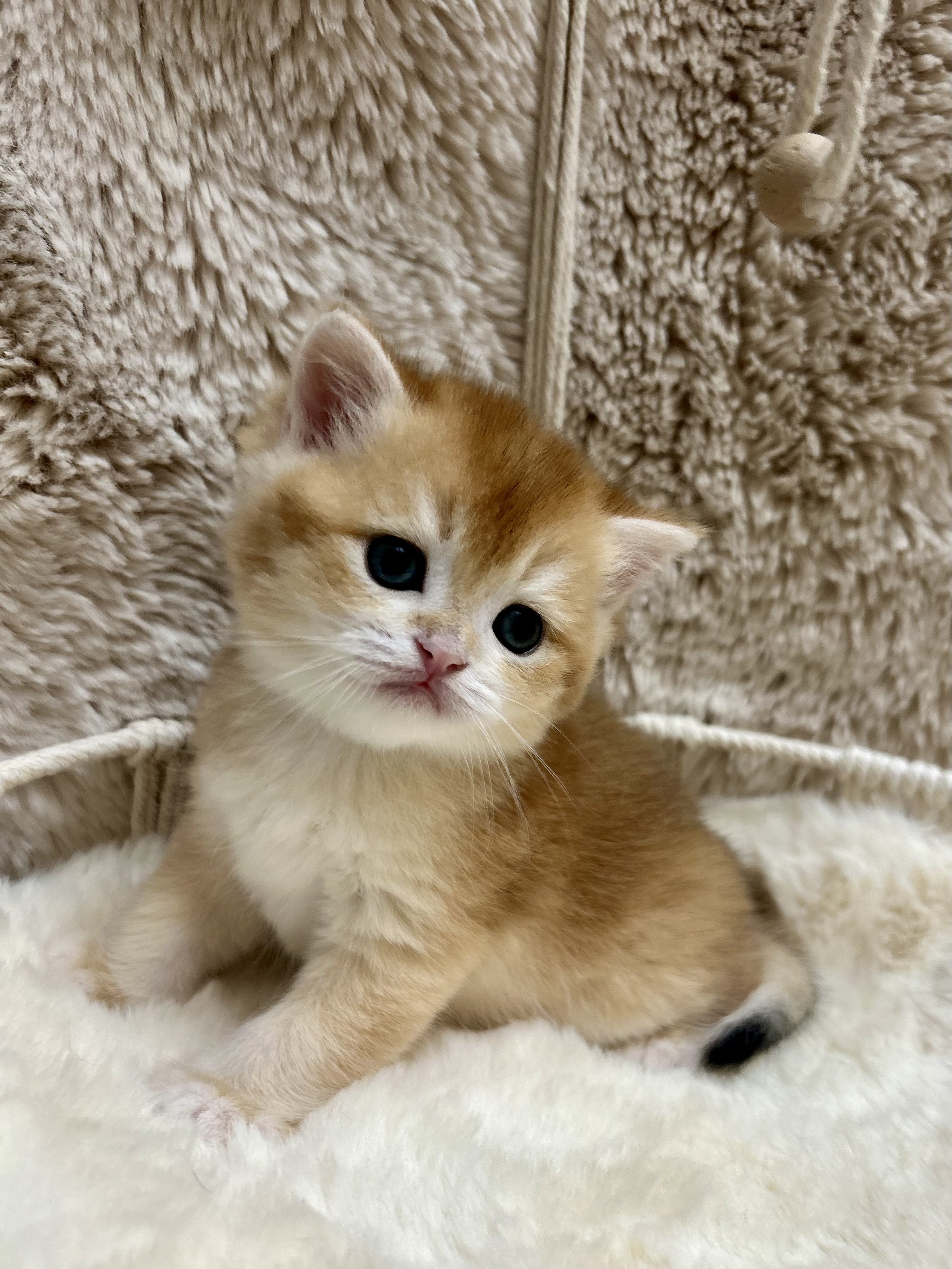 Cute British Scottish Fold Straight Kitten For Sale In Vancouver Portland Seattle USA