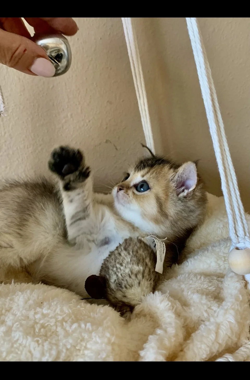 Cute Scottish Fold Straight Kitten For Sale In Vancouver Portland Seattle