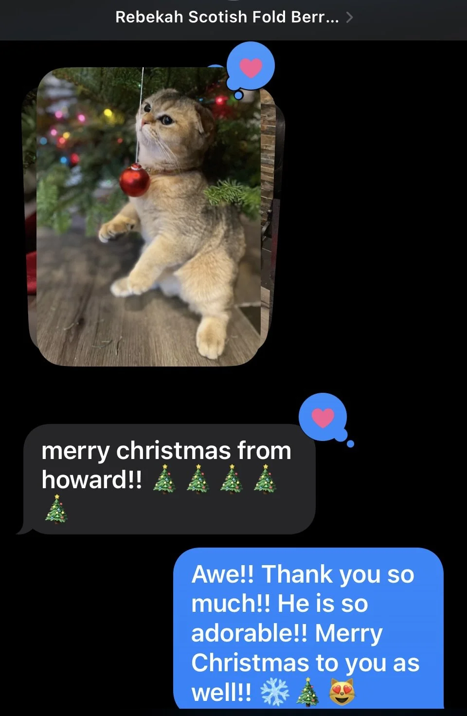 Cute Scottish Fold Straight Kitten For Sale In Vancouver Portland Seattle
