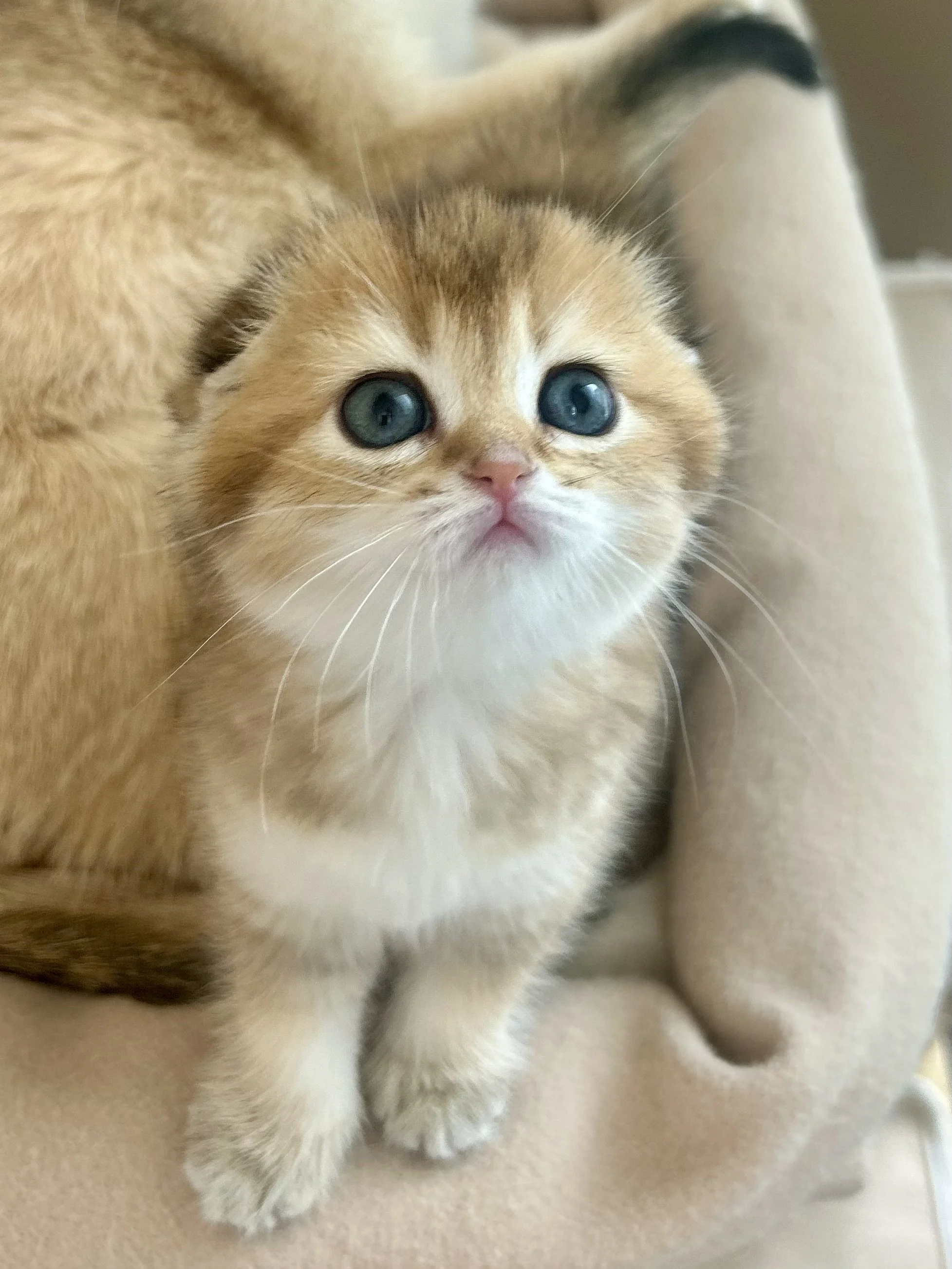 Cute British Scottish Fold Straight Kitten For Sale In Vancouver Portland Seattle USA