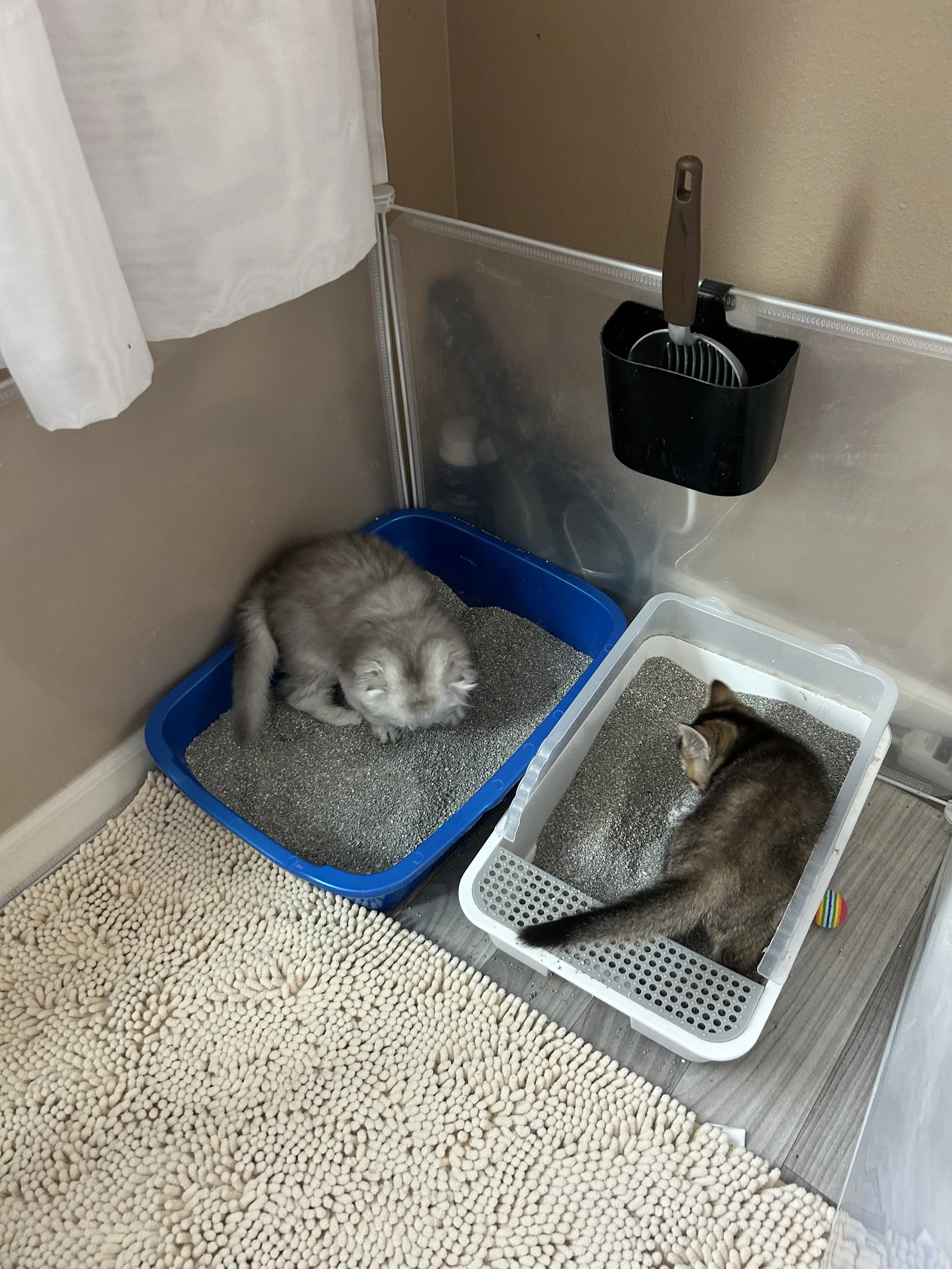 Cute Scottish Fold Straight Kitten For Sale In Vancouver Portland Seattle