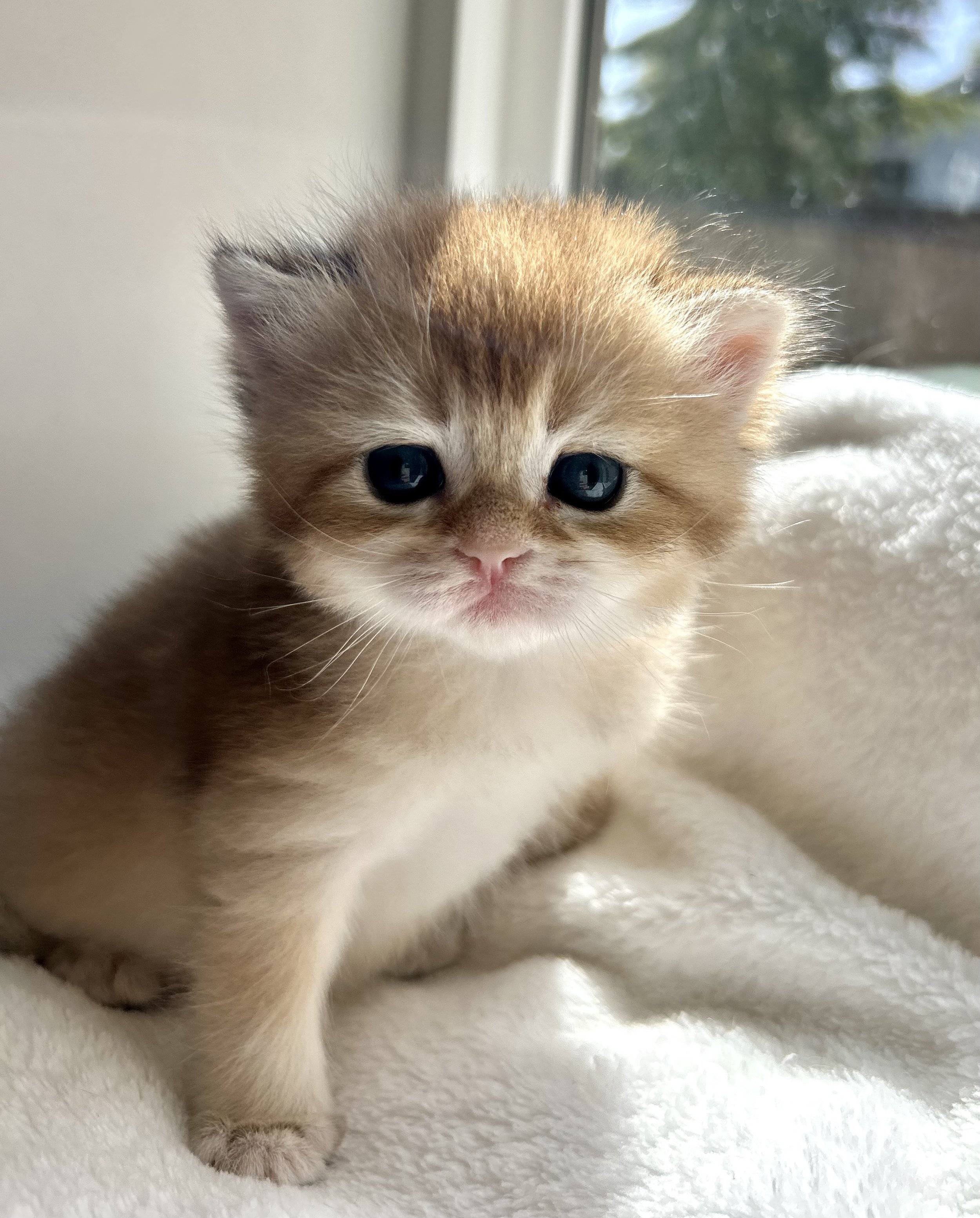 Cute British Scottish Fold Straight Kitten For Sale In Vancouver Portland Seattle USA