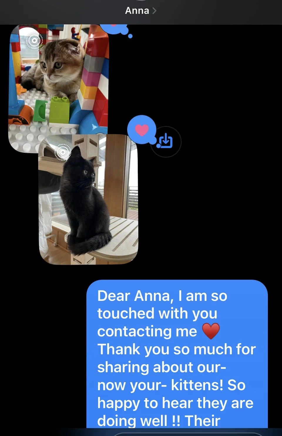 Cute Scottish Fold Straight Kitten For Sale In Vancouver Portland Seattle