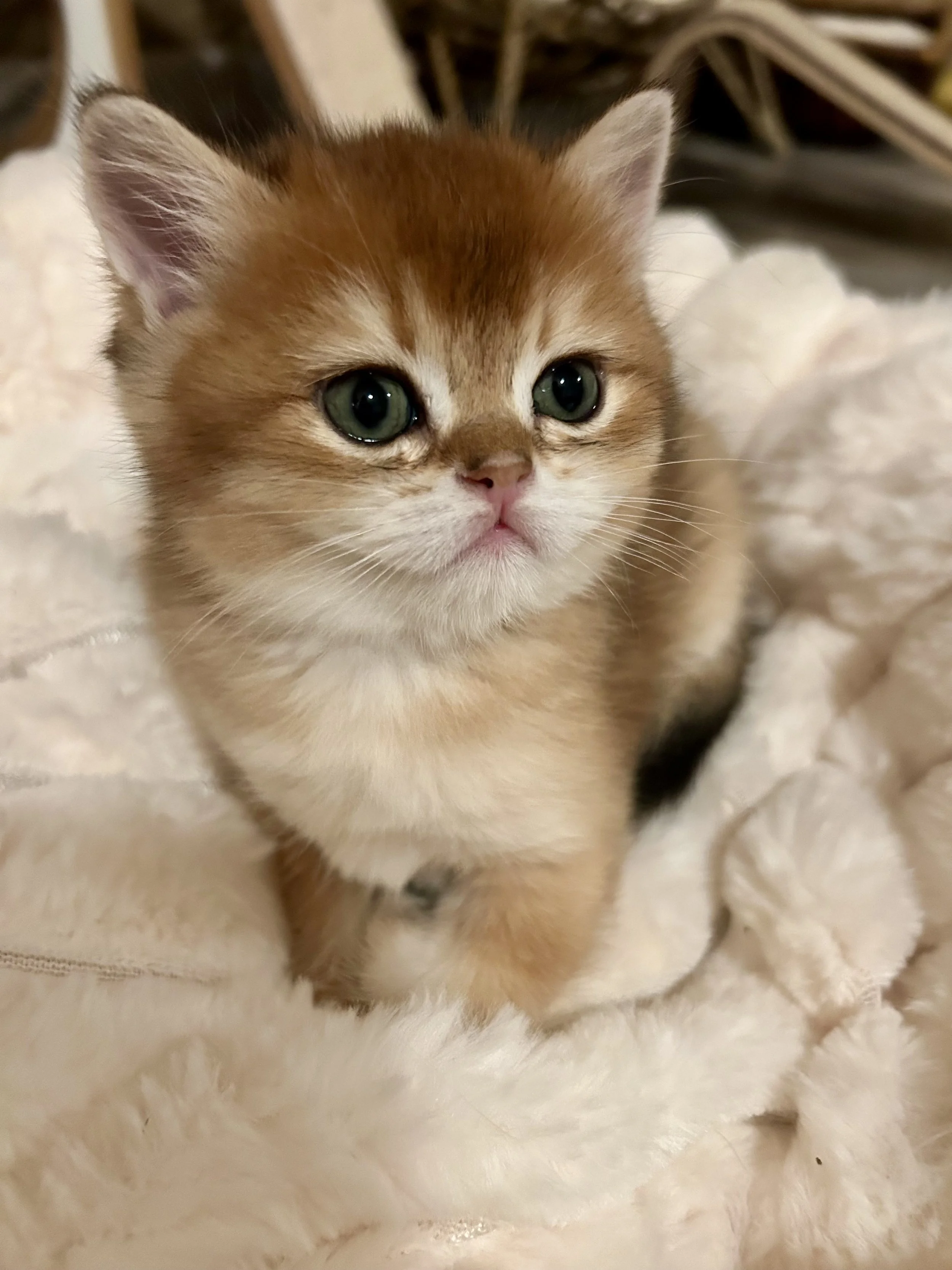 Cute British Scottish Fold Straight Kitten For Sale In Vancouver Portland Seattle USA
