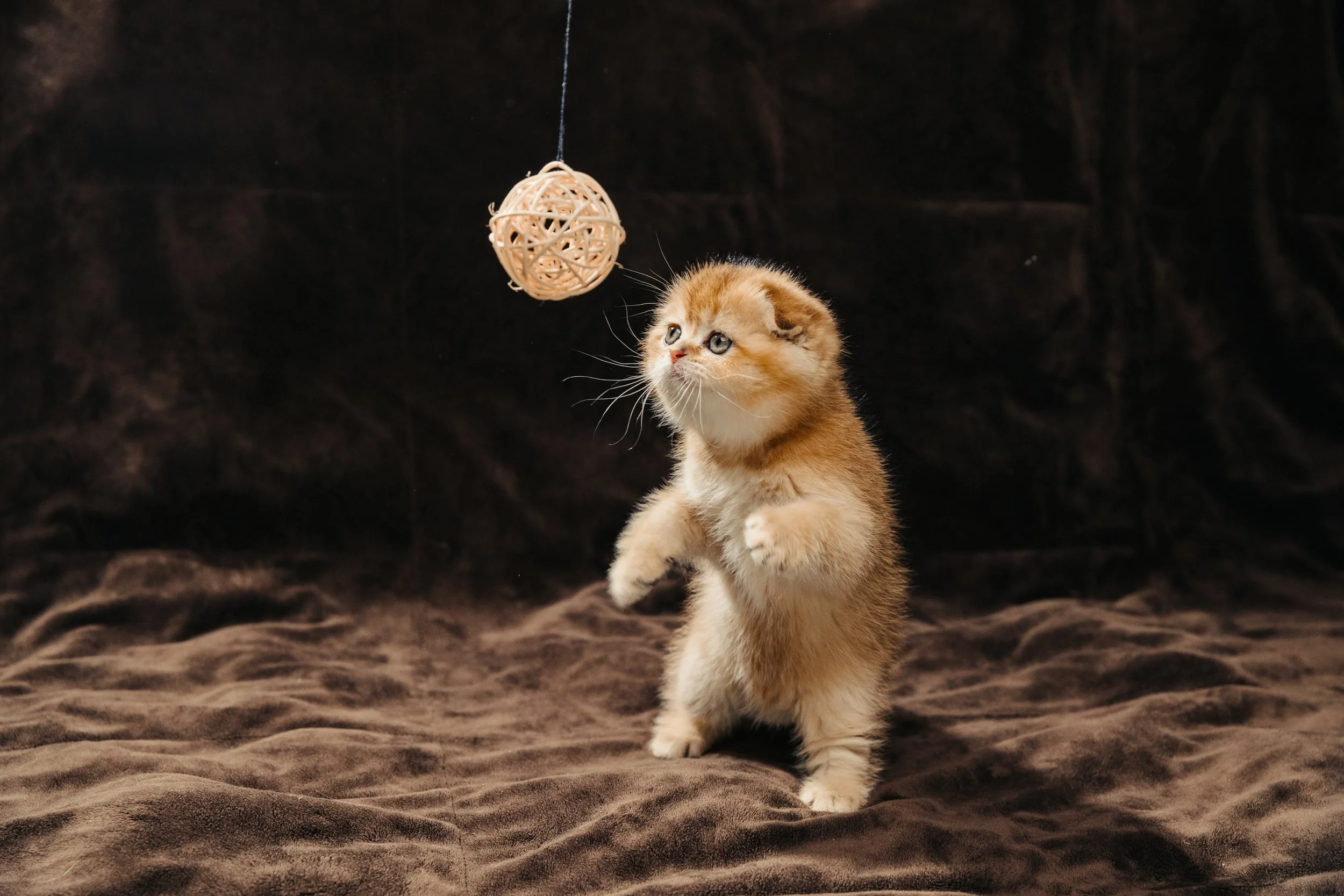 Cute Scottish Fold Straight Kitten For Sale In Vancouver Portland Seattle
