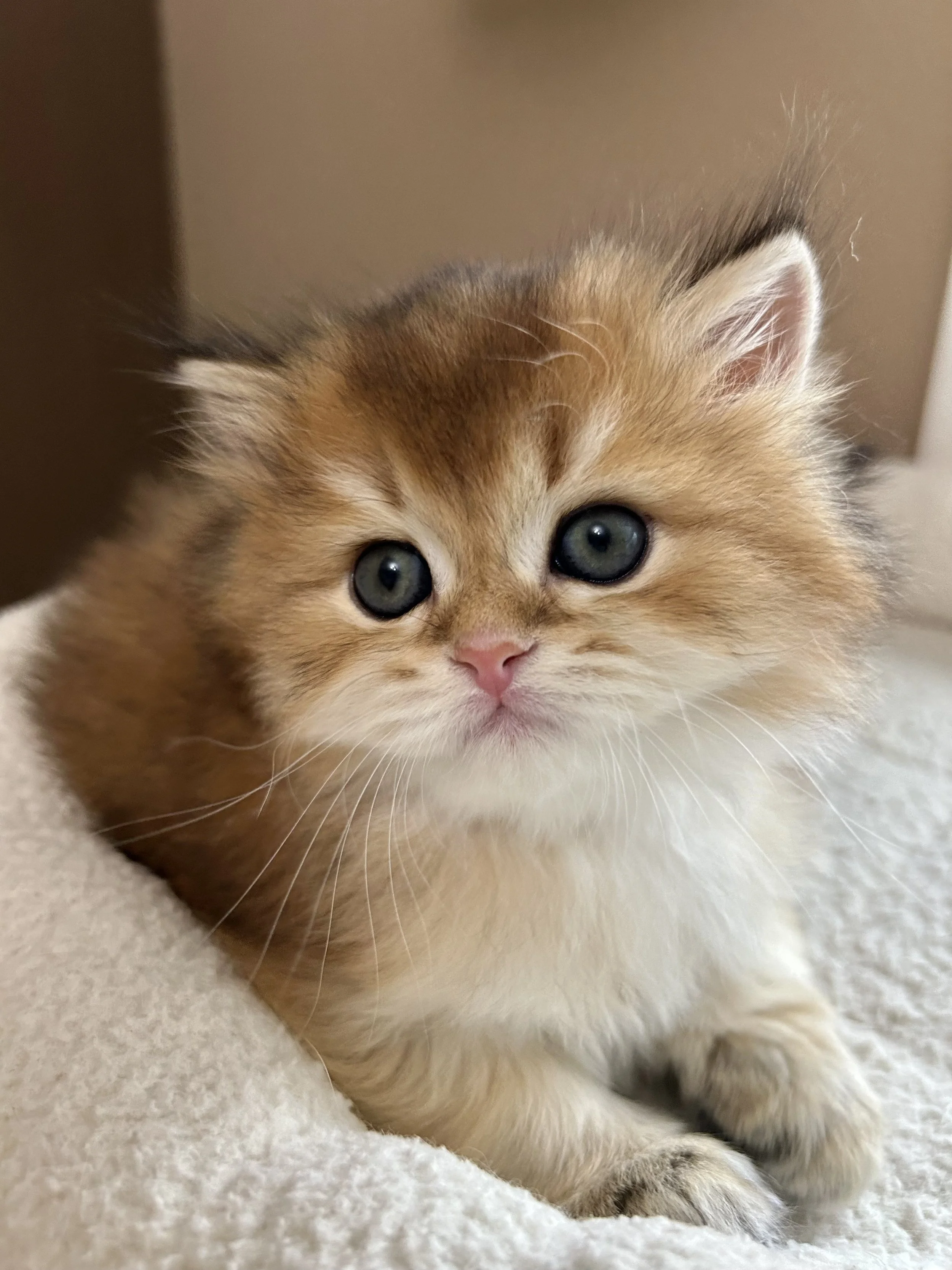 Cute British Scottish Fold Straight Kitten For Sale In Vancouver Portland Seattle USA
