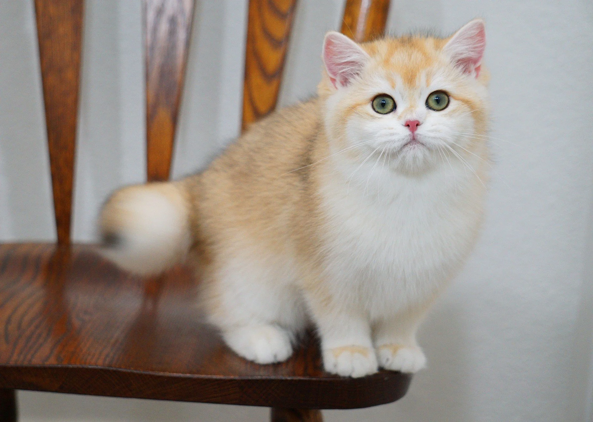 Cute British Scottish Fold Straight Kitten For Sale In Vancouver Portland Seattle