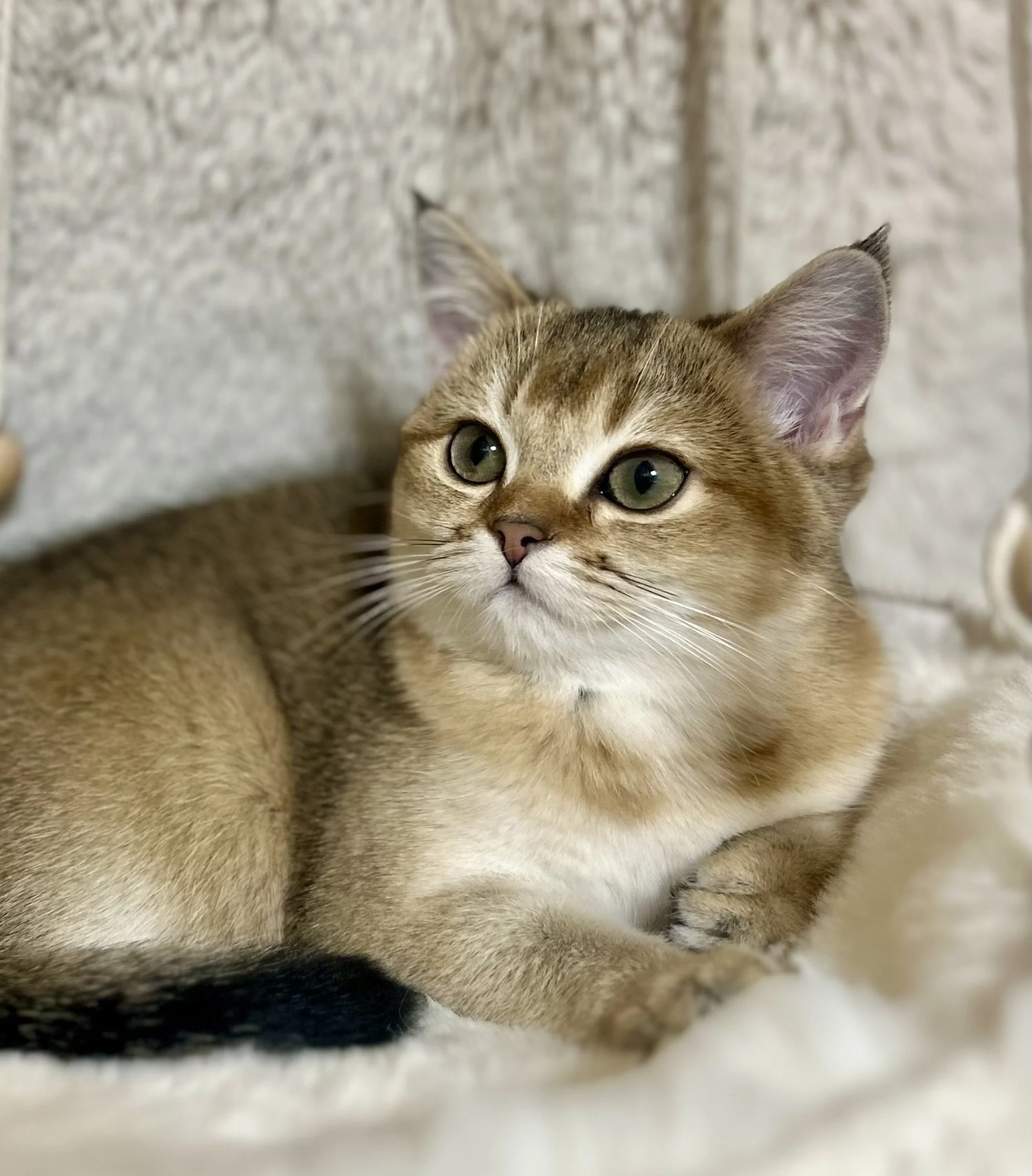 Cute British Scottish Fold Straight Kitten For Sale In Vancouver Portland Seattle