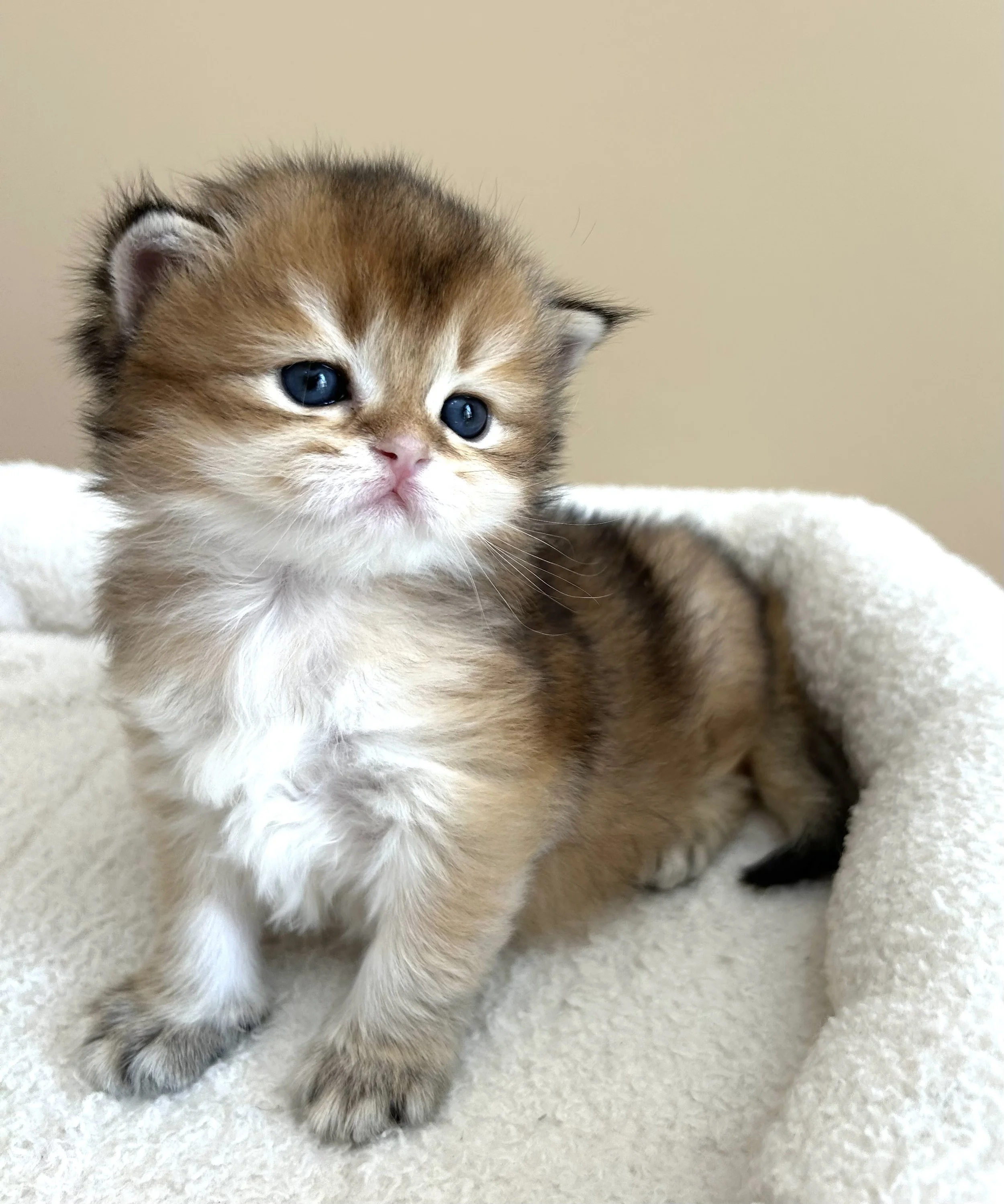 Cute British Scottish Fold Straight Kitten For Sale In Vancouver Portland Seattle USA