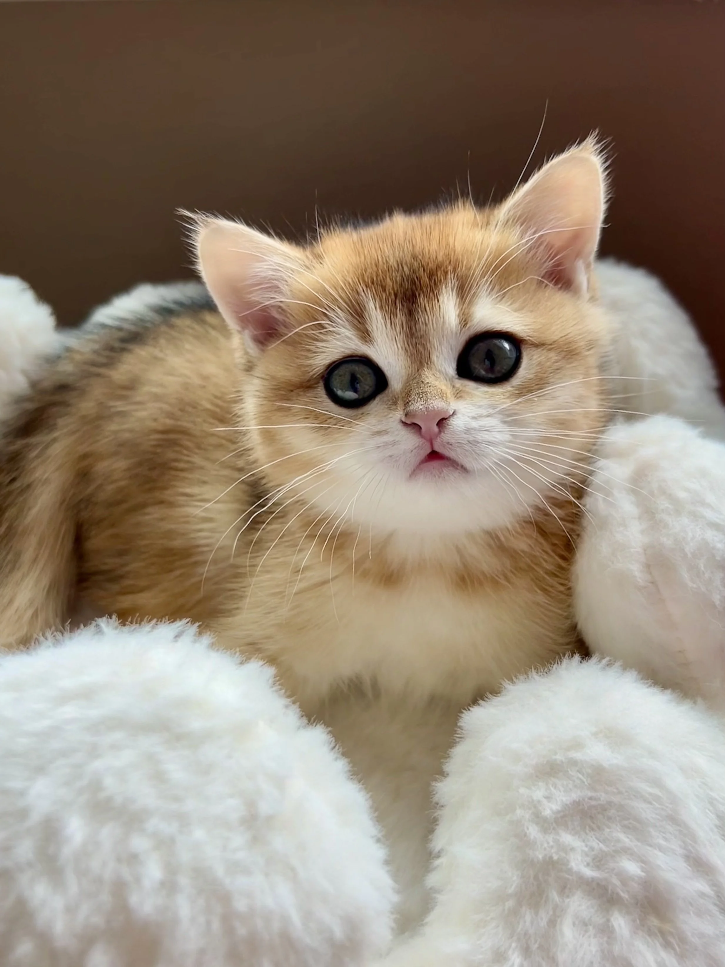 Cute British Scottish Fold Straight Kitten For Sale In Vancouver Portland Seattle USA