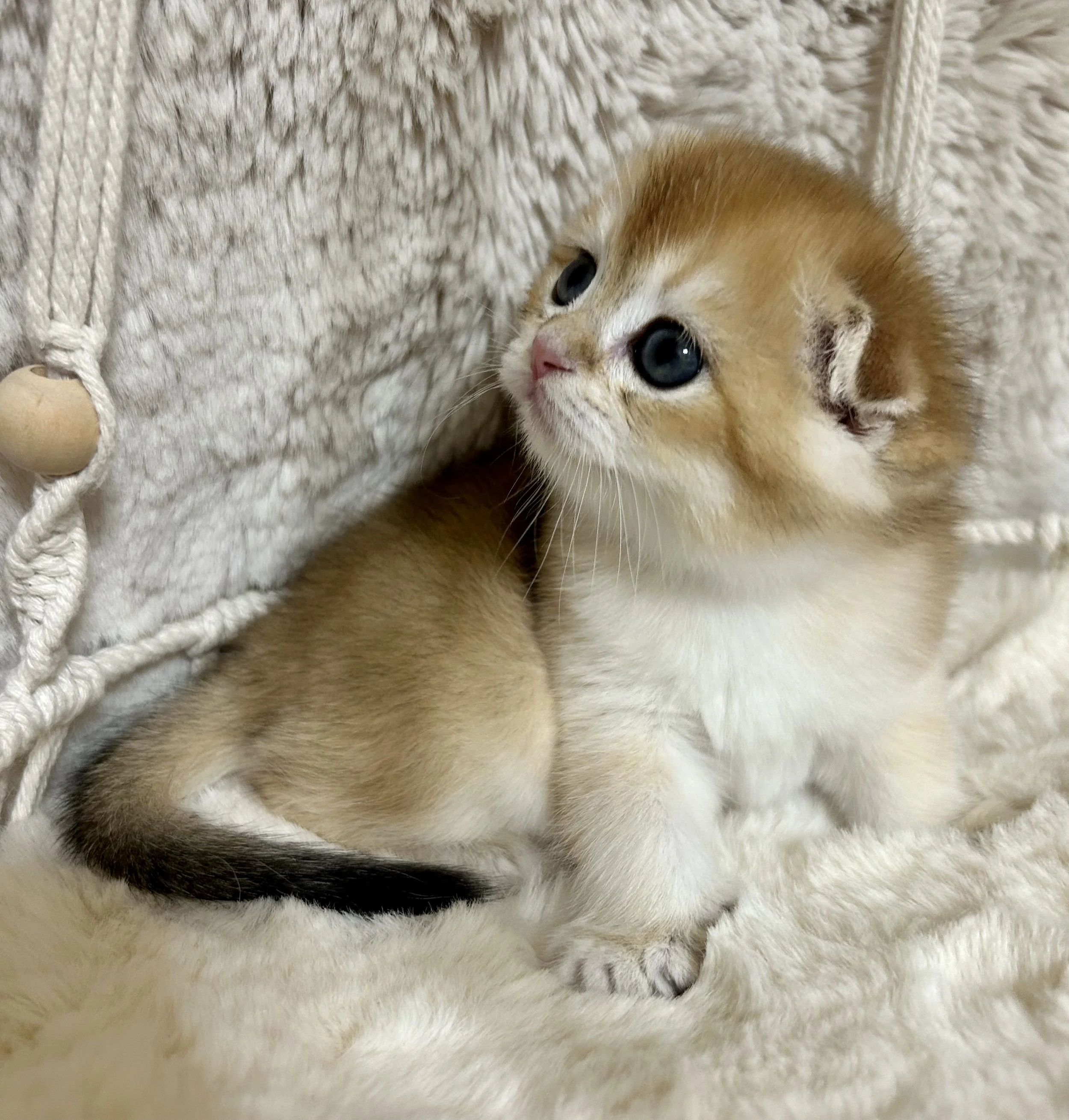 Cute British and Scottish Fold Straight Kitten For Sale In Vancouver Portland Seattle USA 