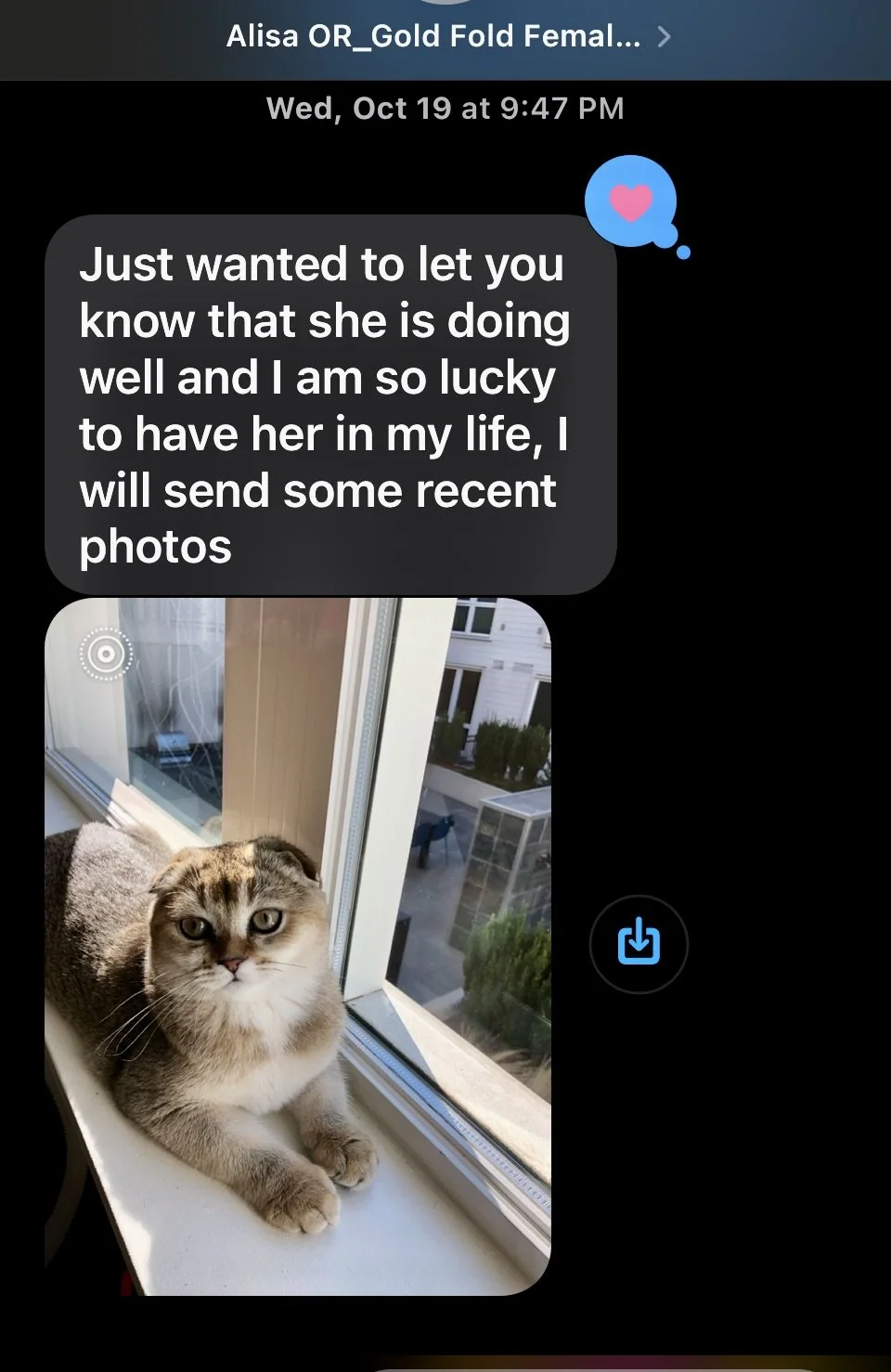 Cute Scottish Fold Straight Kitten For Sale In Vancouver Portland Seattle