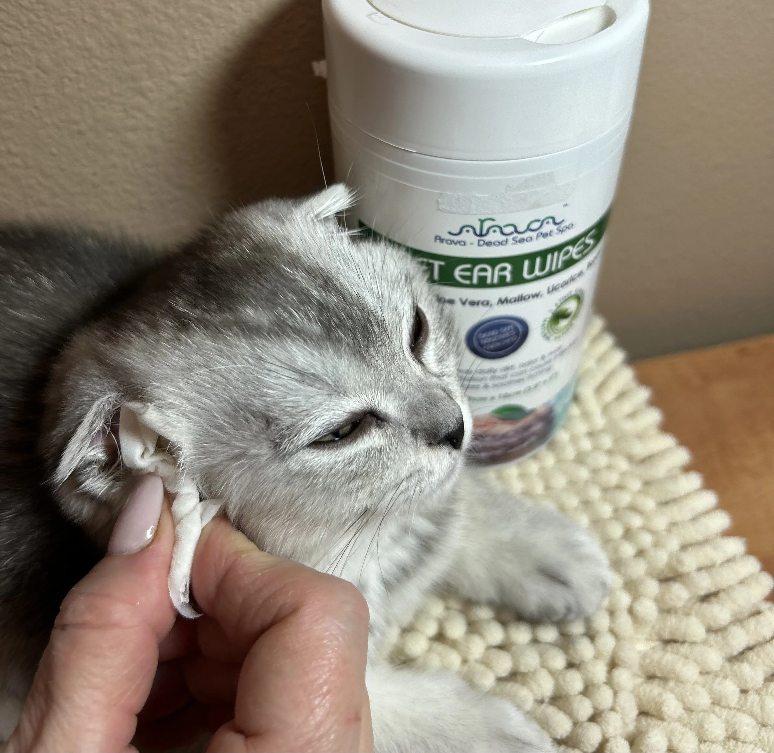Cute Scottish Fold Straight Kitten For Sale In Vancouver Portland Seattle