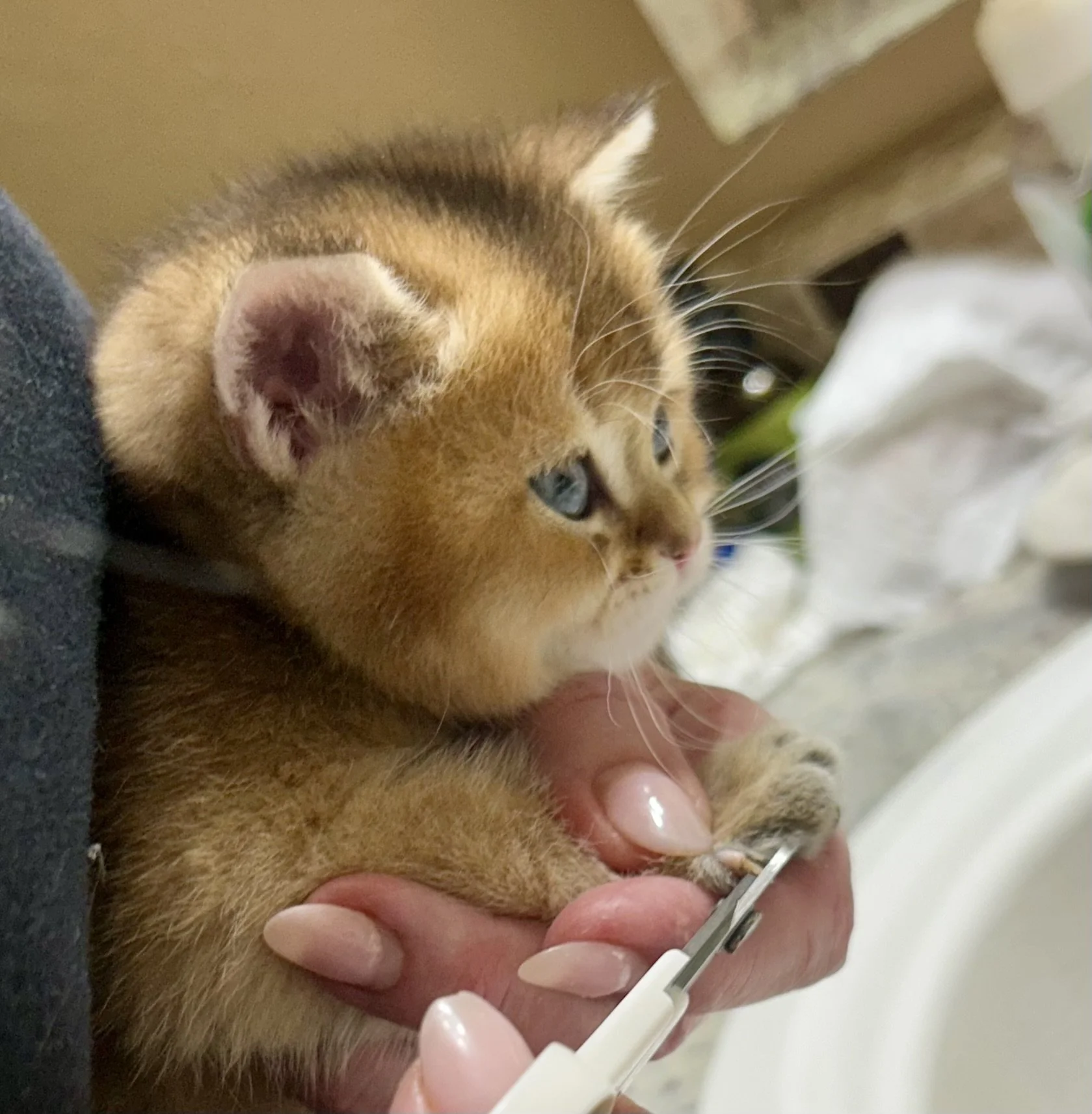 Cute British Scottish Fold Straight Kitten For Sale In Vancouver Portland Seattle USA