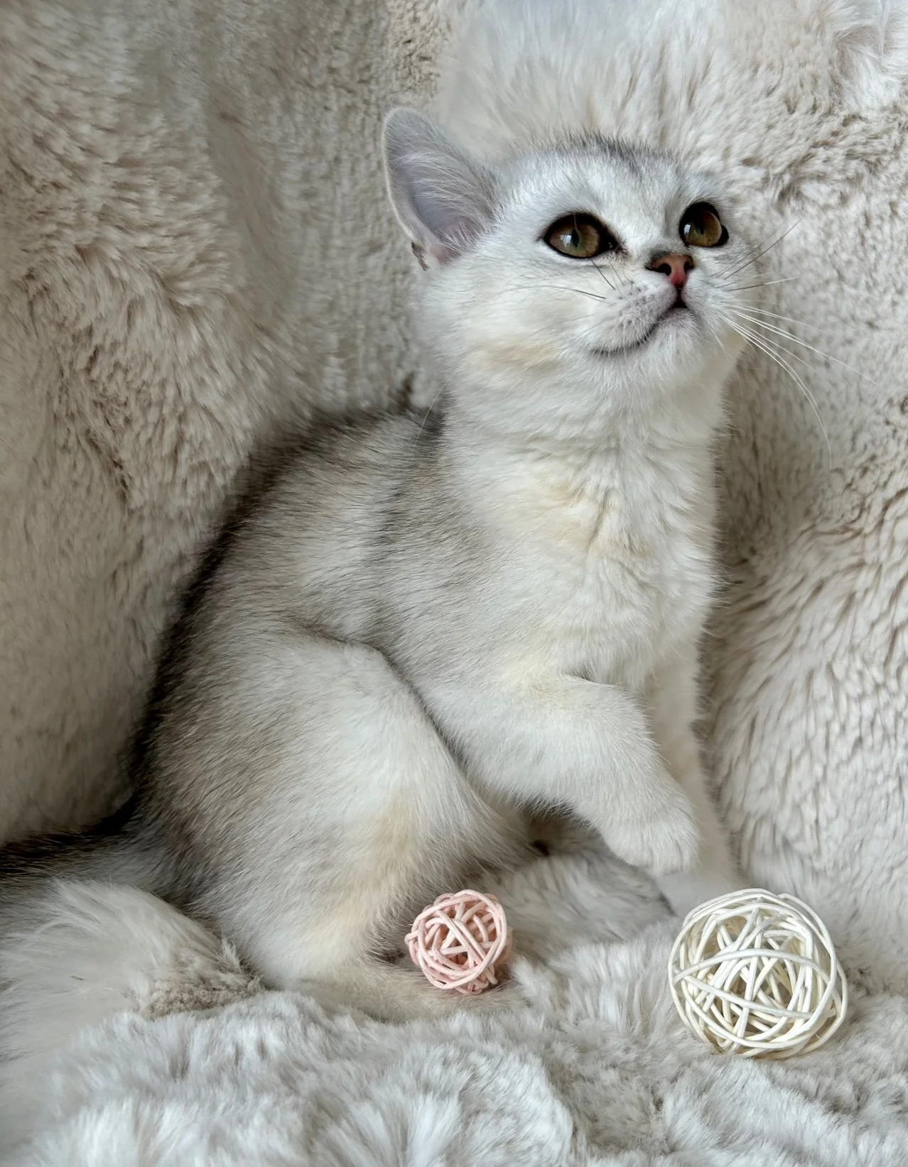 Meet The Kittens — Scottish Fold Kittens in Vancouver Washington and