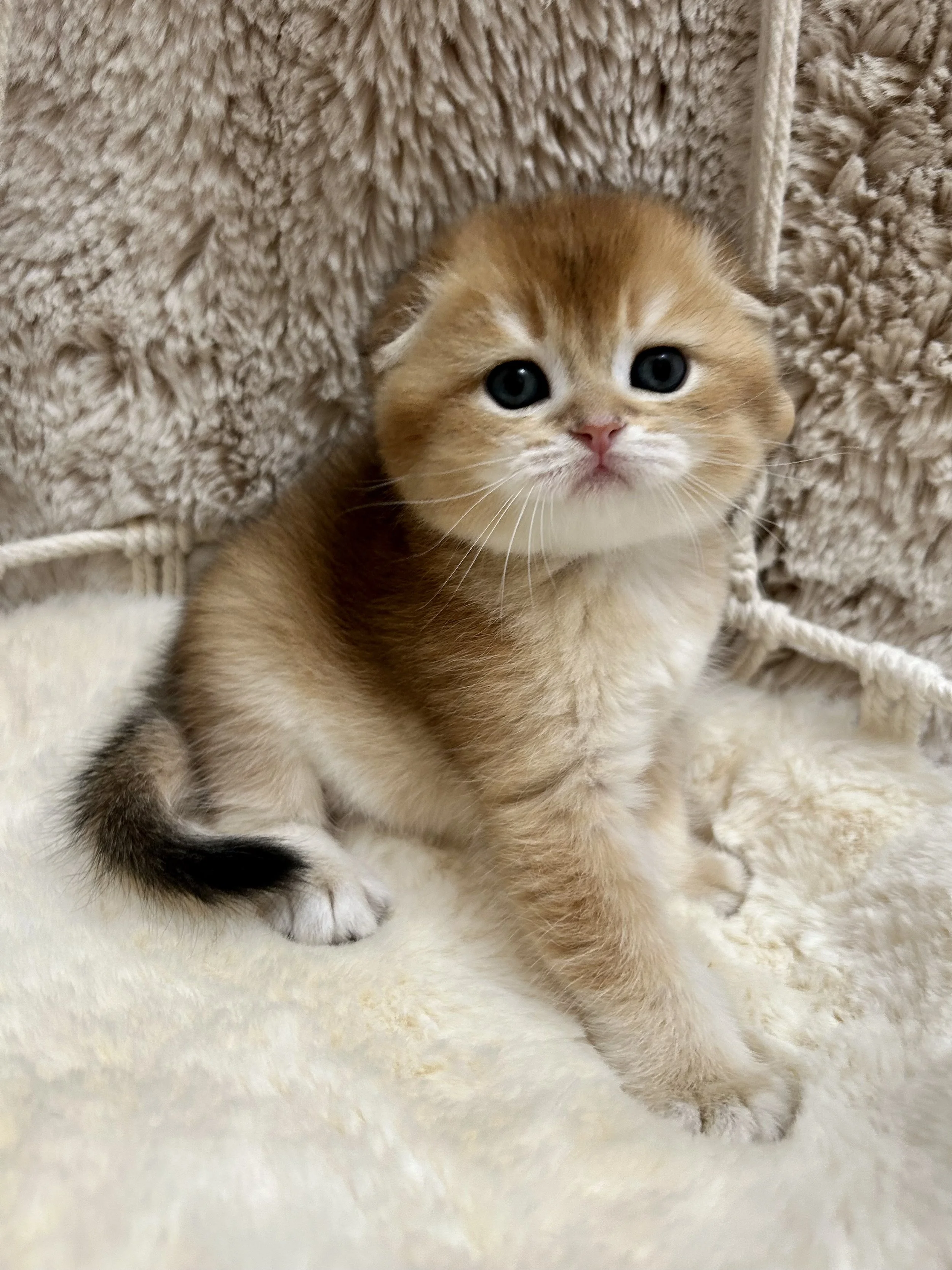 Cute British Scottish Fold Straight Kitten For Sale In Vancouver Portland Seattle USA