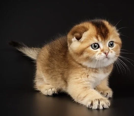 Cute British Scottish Fold Straight Kitten For Sale In Vancouver Portland Seattle