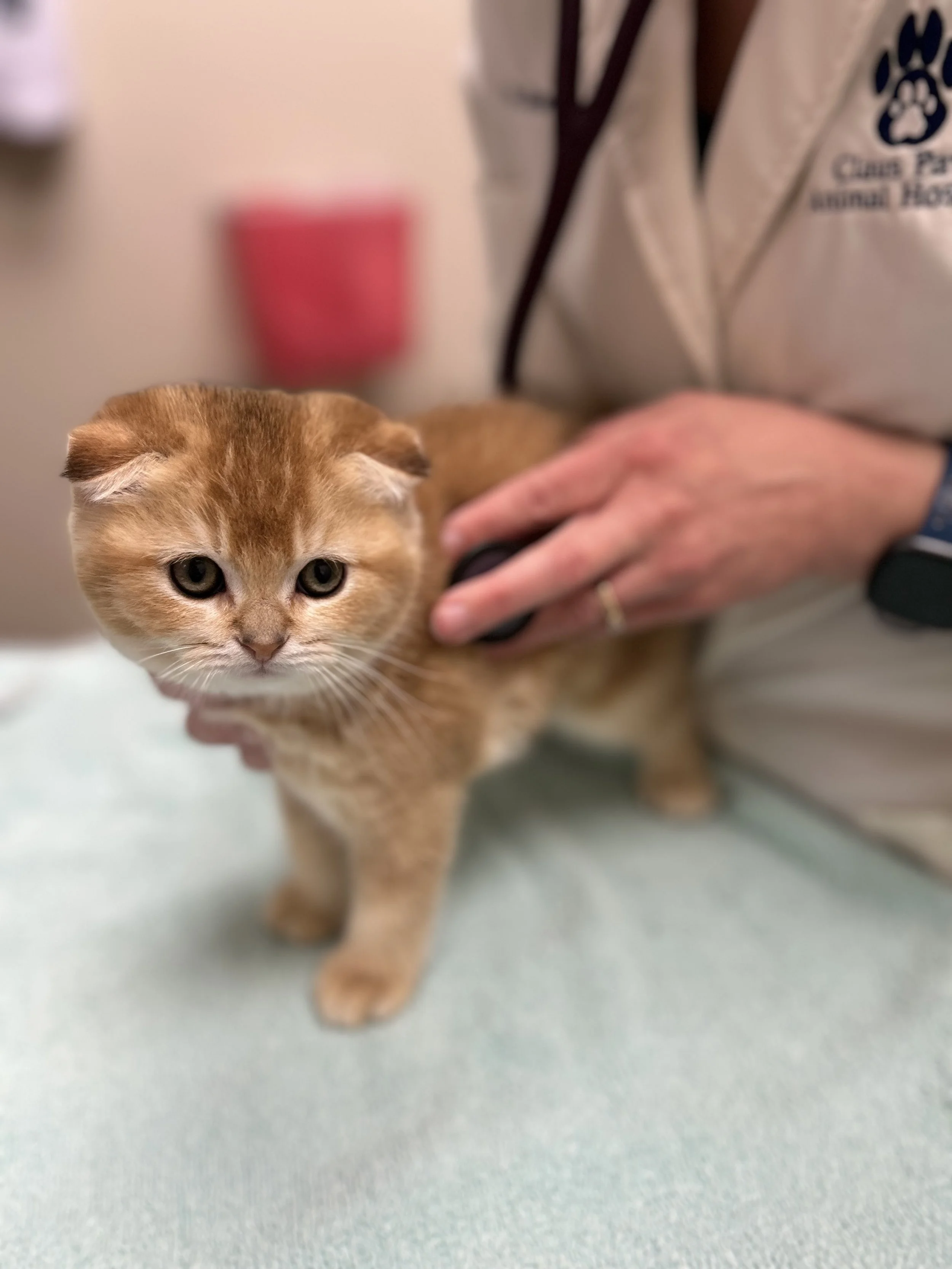 Cute Scottish Fold Straight Kitten For Sale In Vancouver Portland Seattle