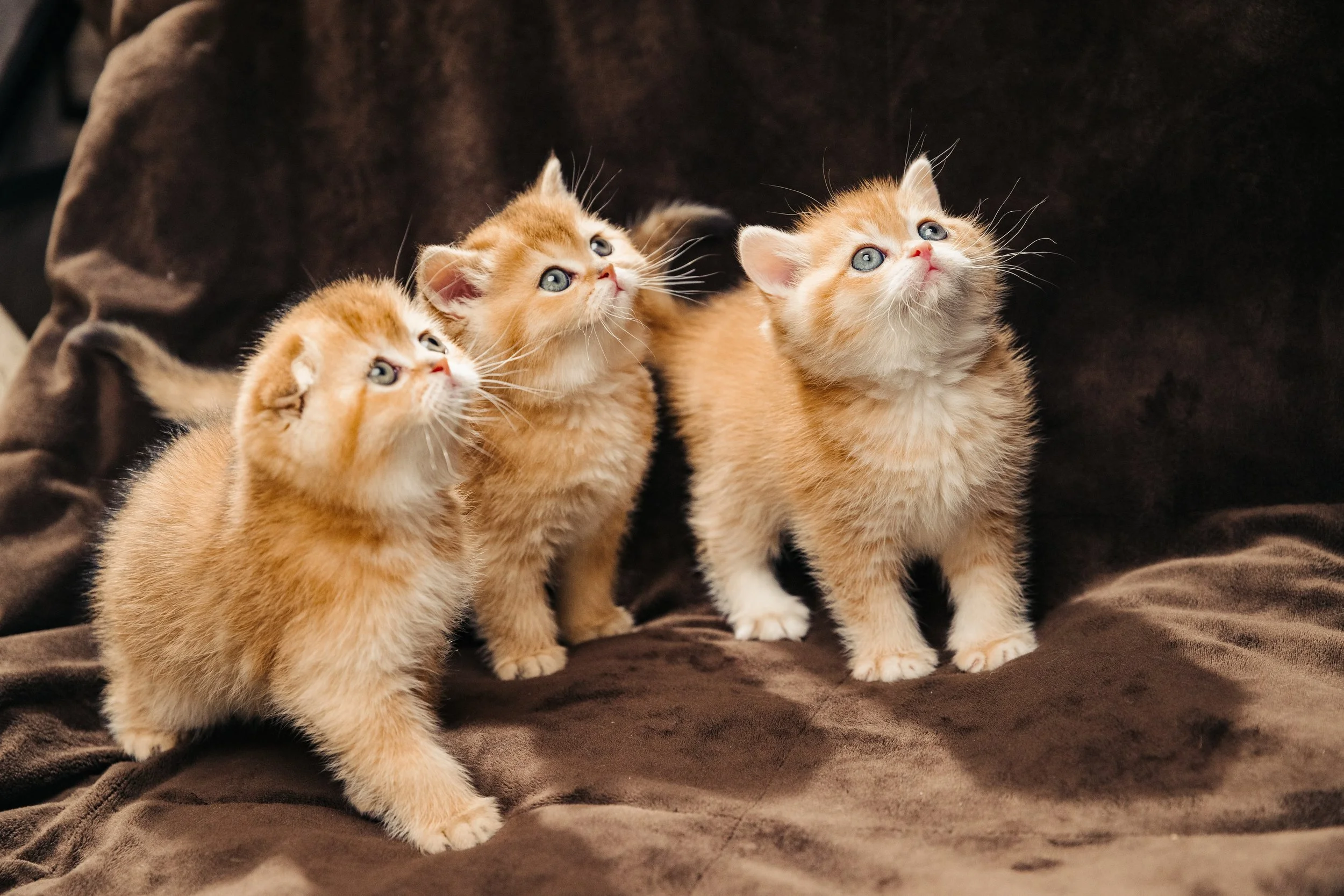 Cute British Scottish Fold Straight Kitten For Sale In Vancouver Portland Seattle