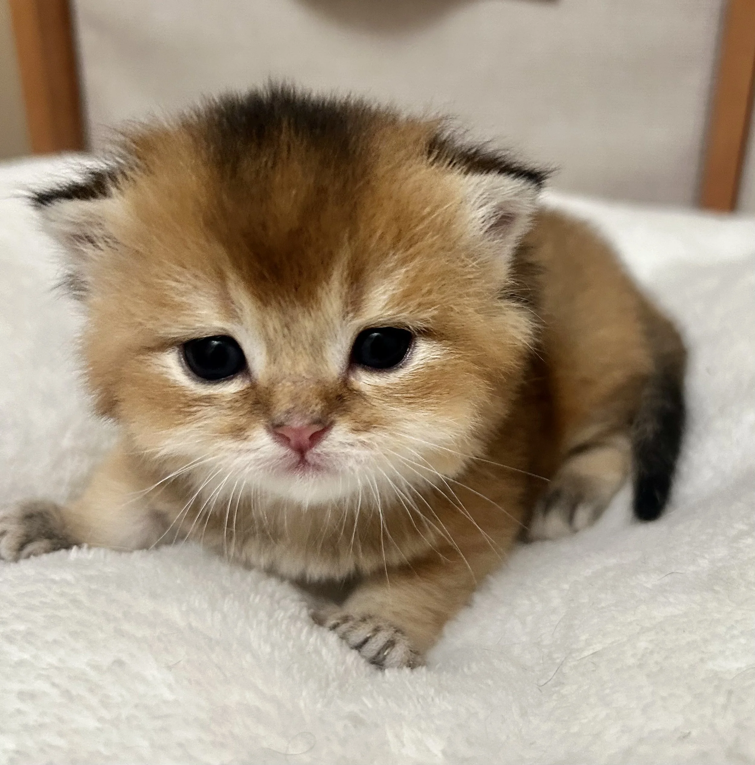 Cute British Scottish Fold Straight Kitten For Sale In Vancouver Portland Seattle USA