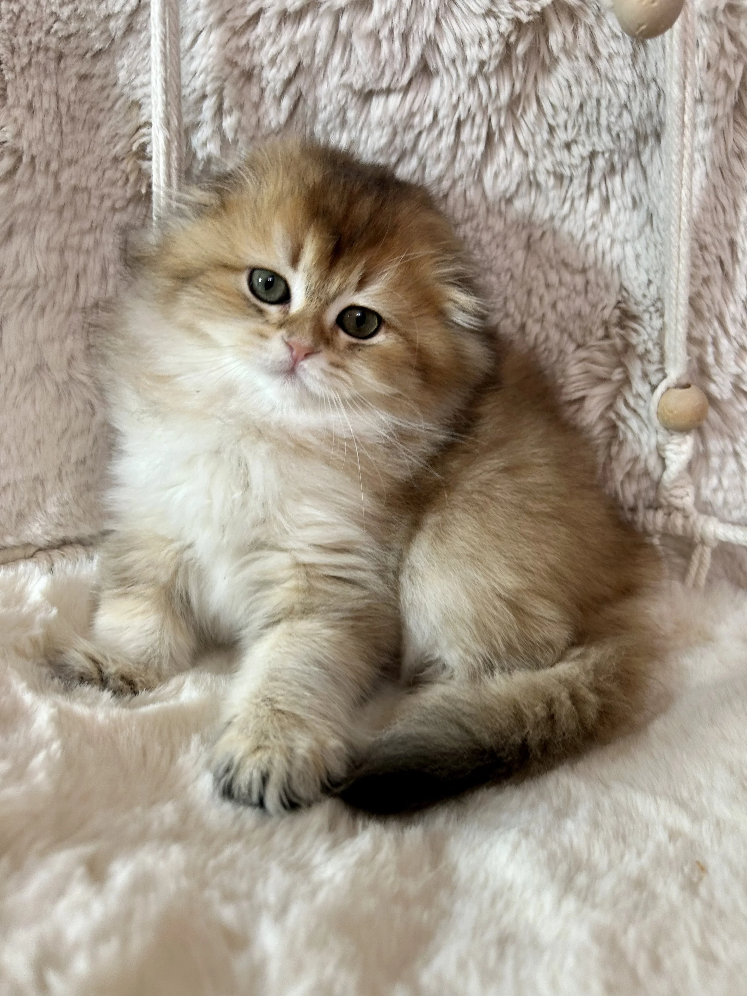 Cute British Scottish Fold Straight Kitten For Sale In Vancouver Portland Seattle USA