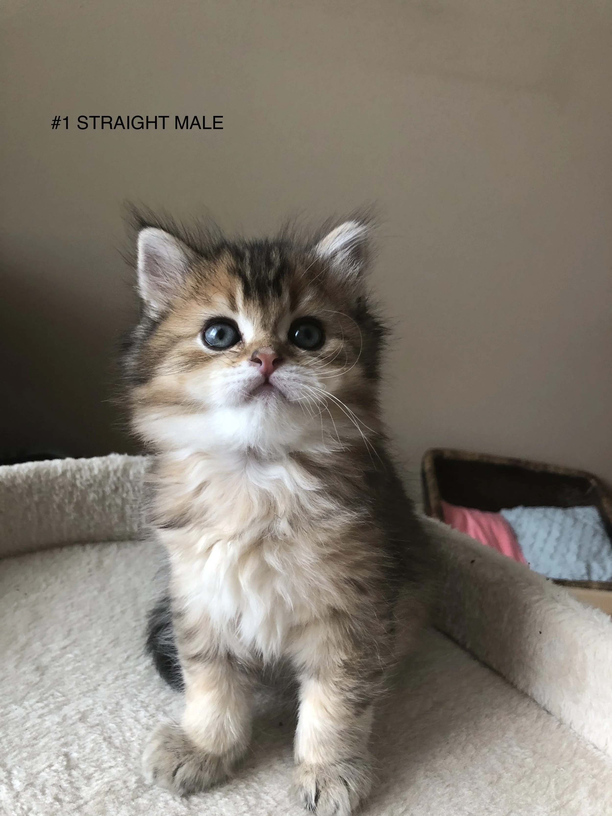 Cute tabby scottish straight kitten Vancouver Washington Portland Oregon