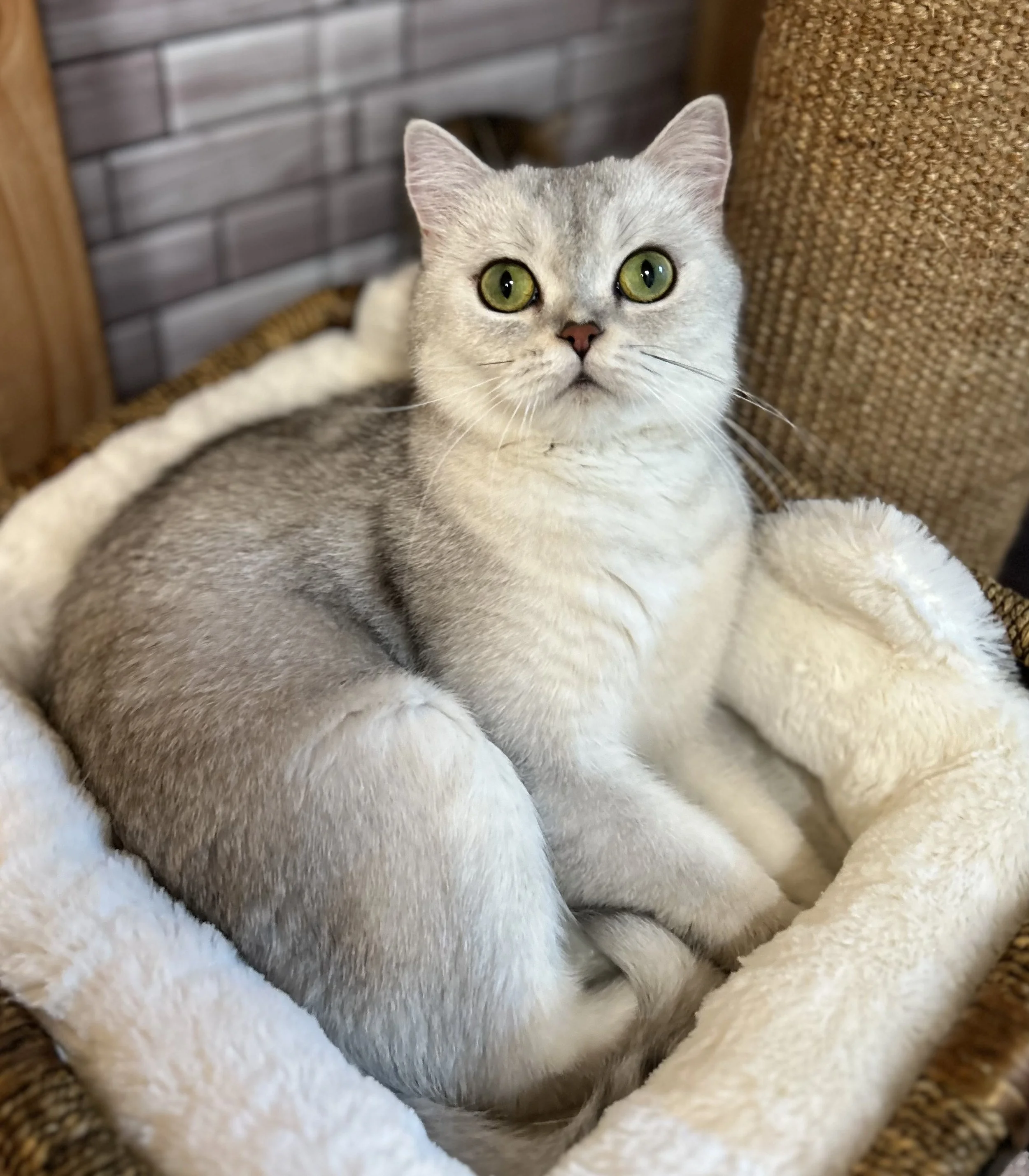Cute British Scottish Fold Straight Kitten For Sale In Vancouver Portland Seattle