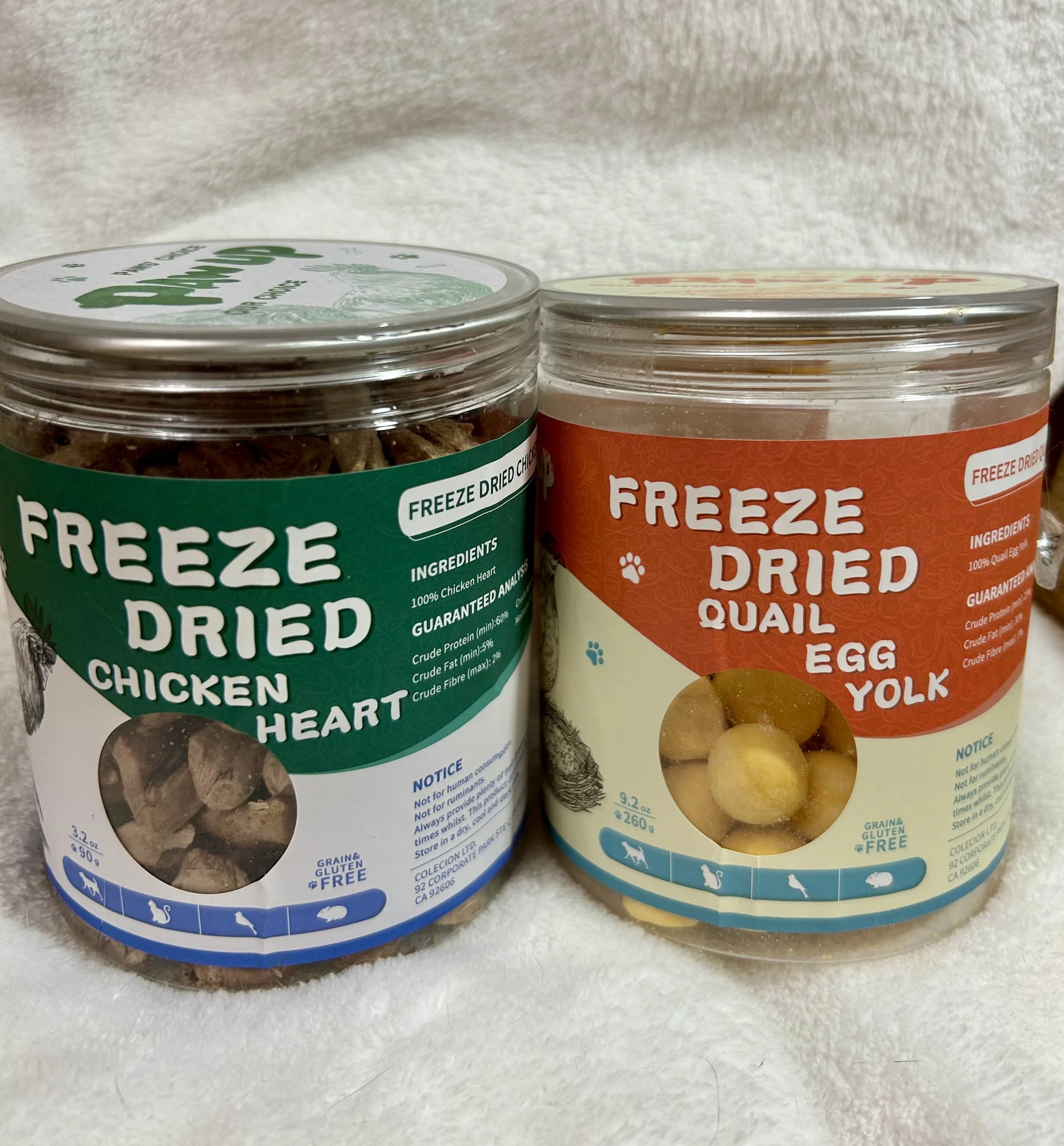 Cute British Scottish Fold Straight Kitten For Sale In Vancouver Portland Seattle US