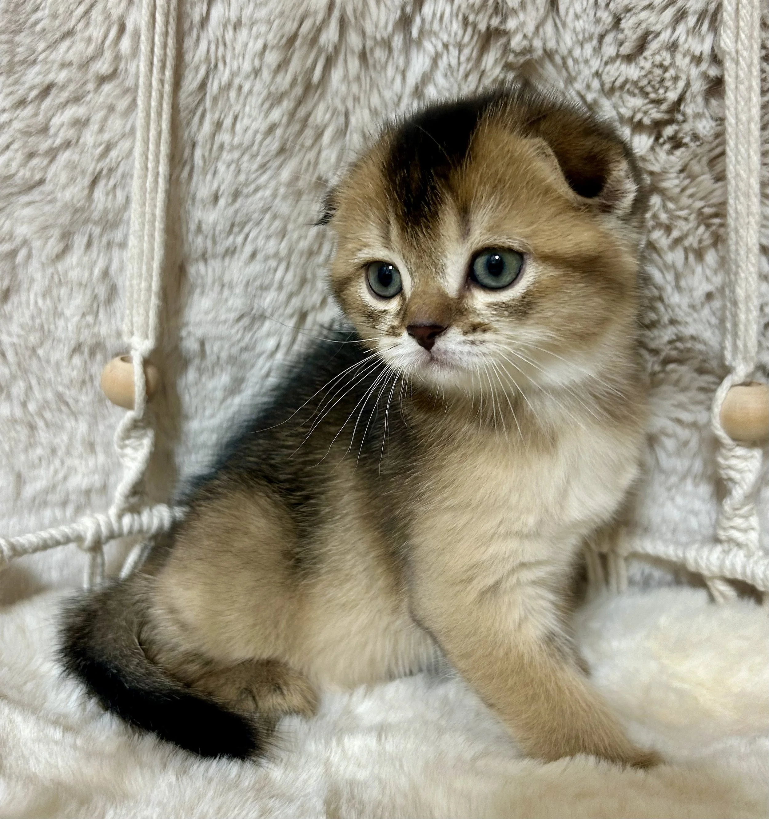 Cute British Scottish Fold Straight Kitten For Sale In Vancouver Portland Seattle USA