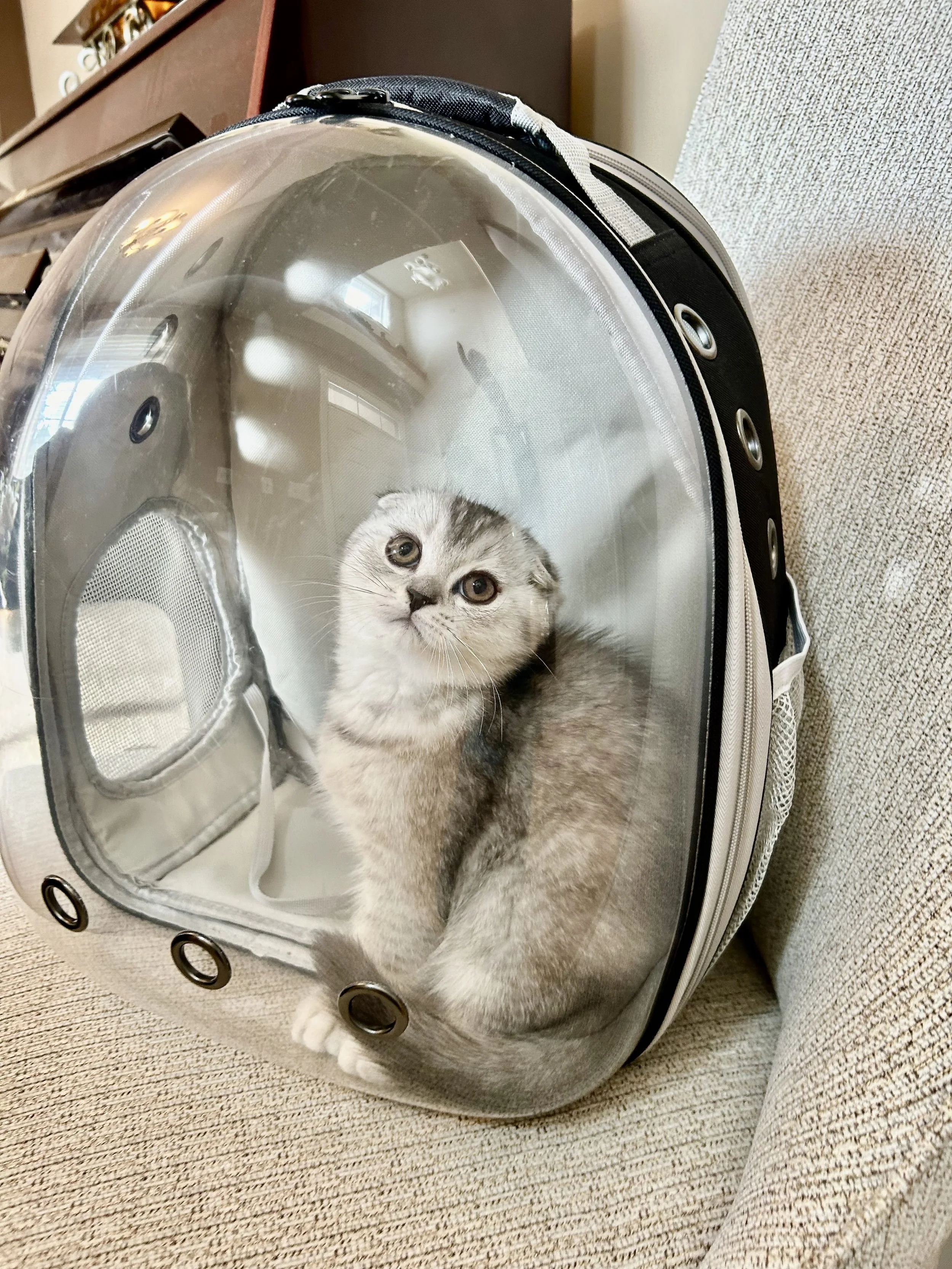 Cute British Scottish Fold Straight Kitten For Sale In Vancouver Portland Seattle USA