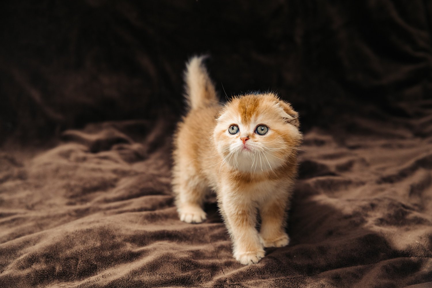 Scottish Fold Cats For Sale - Scottish Fold Cattery