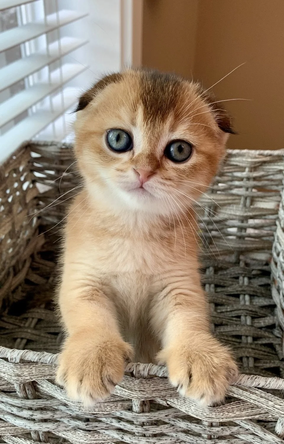 Cute Scottish Fold Straight Kitten For Sale In Vancouver Portland Seattle