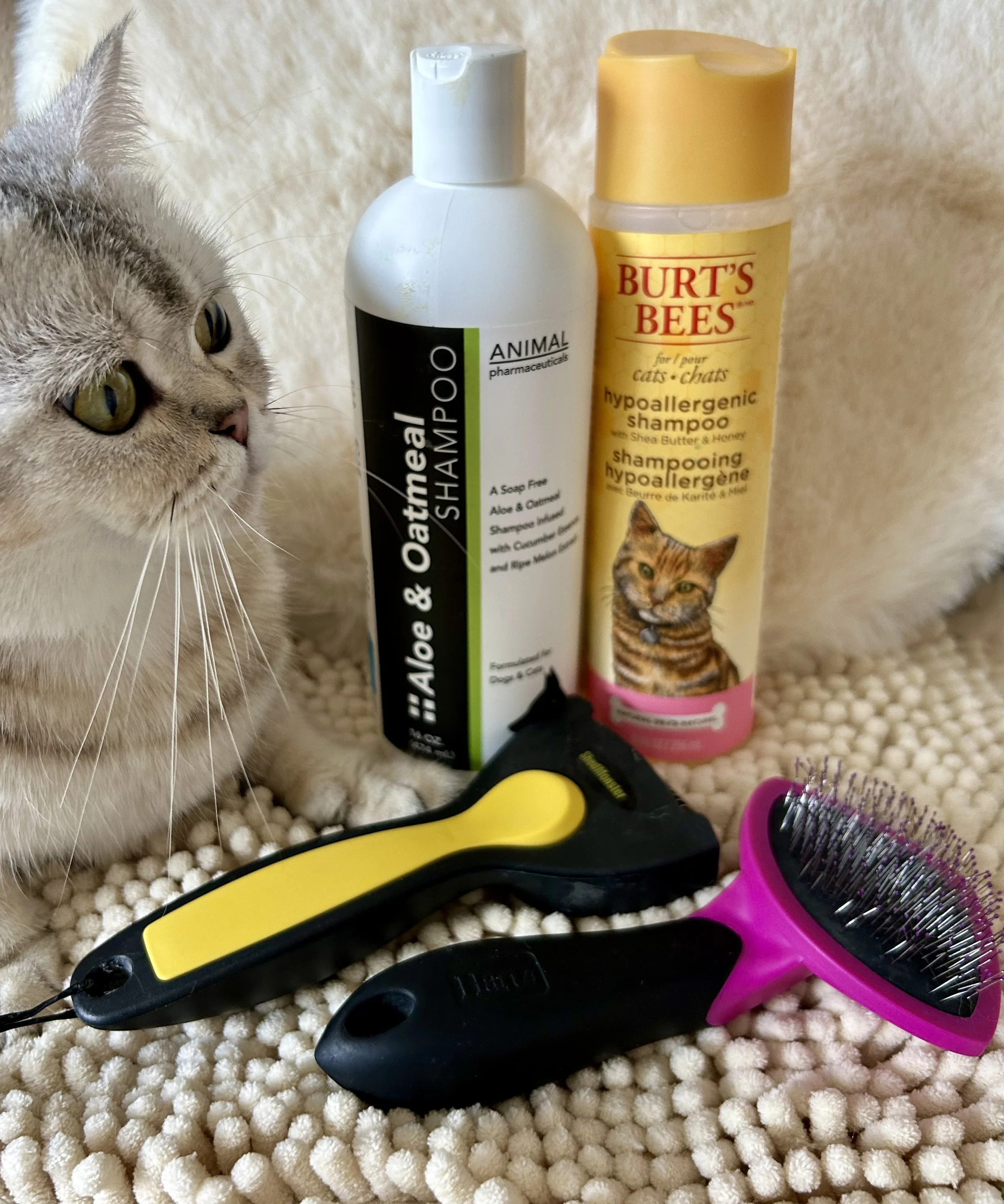 Cute Scottish Fold Straight Kitten For Sale In Vancouver Portland Seattle