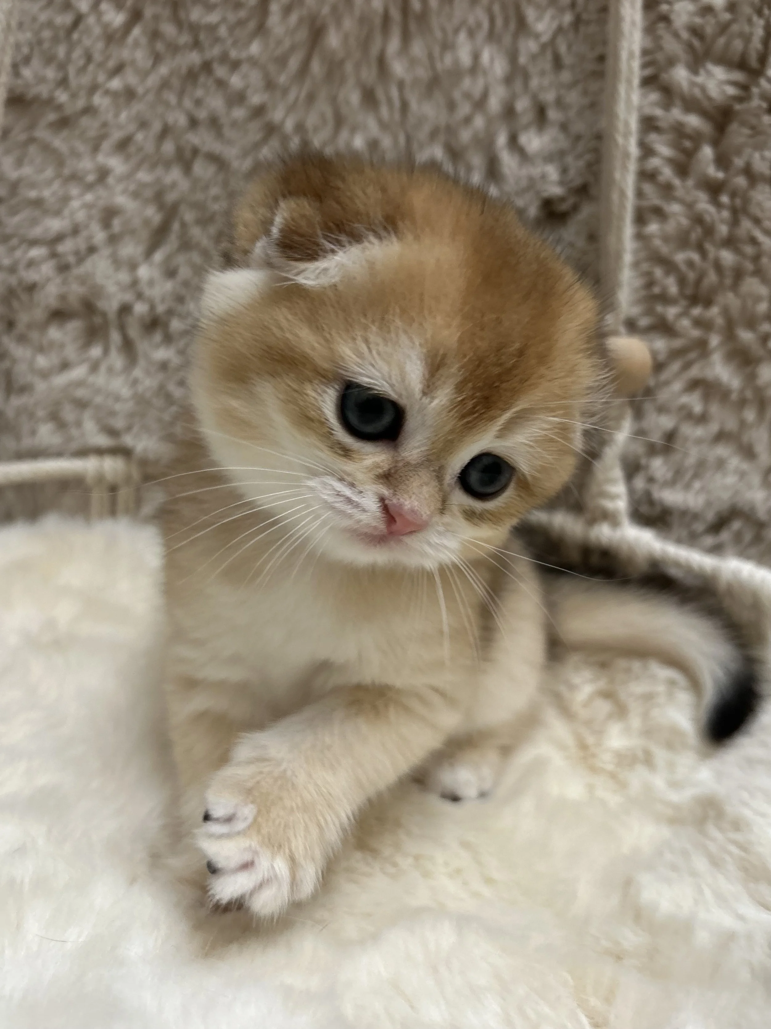 Cute British Scottish Fold Straight Kitten For Sale In Vancouver Portland Seattle USA