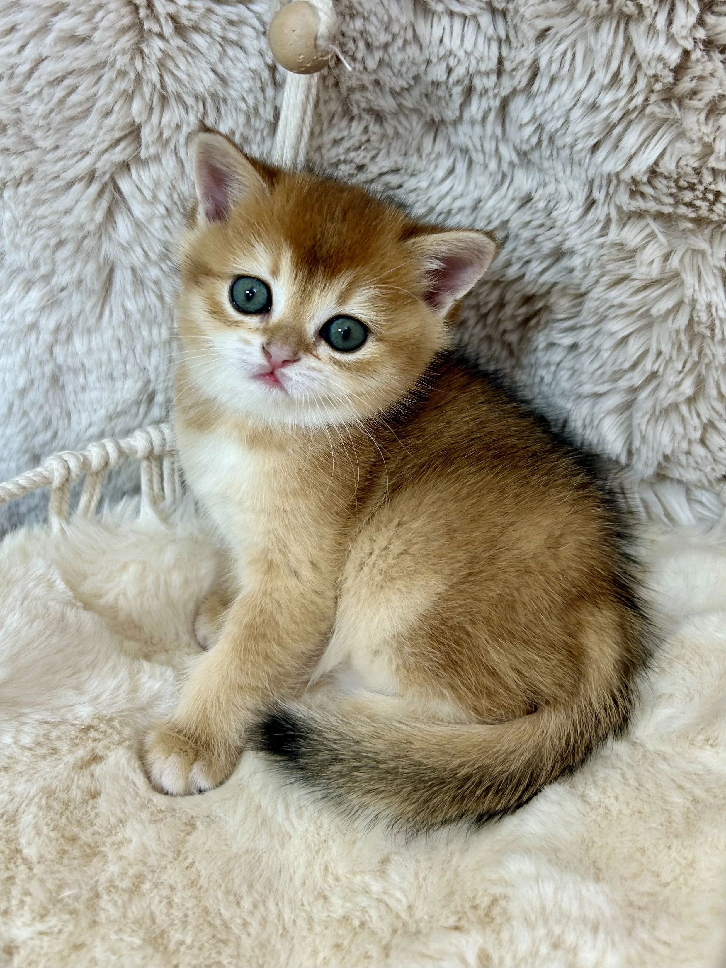 Cute British Scottish Fold Straight Kitten For Sale In Vancouver Portland Seattle USA