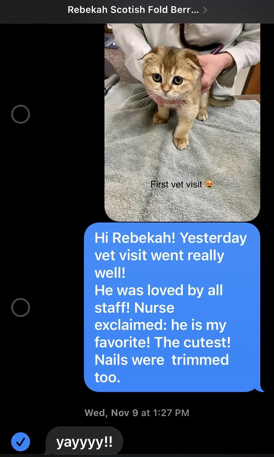 Cute Scottish Fold Straight Kitten For Sale In Vancouver Portland Seattle