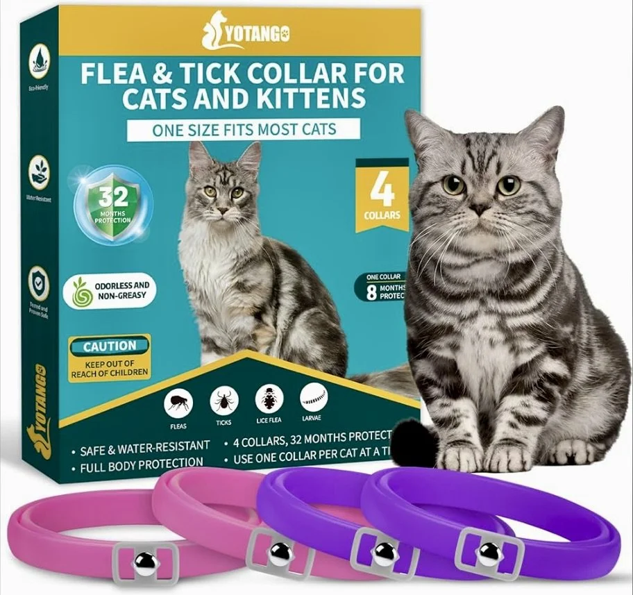 Cute Scottish Fold Straight Kitten For Sale In Vancouver Portland Seattle