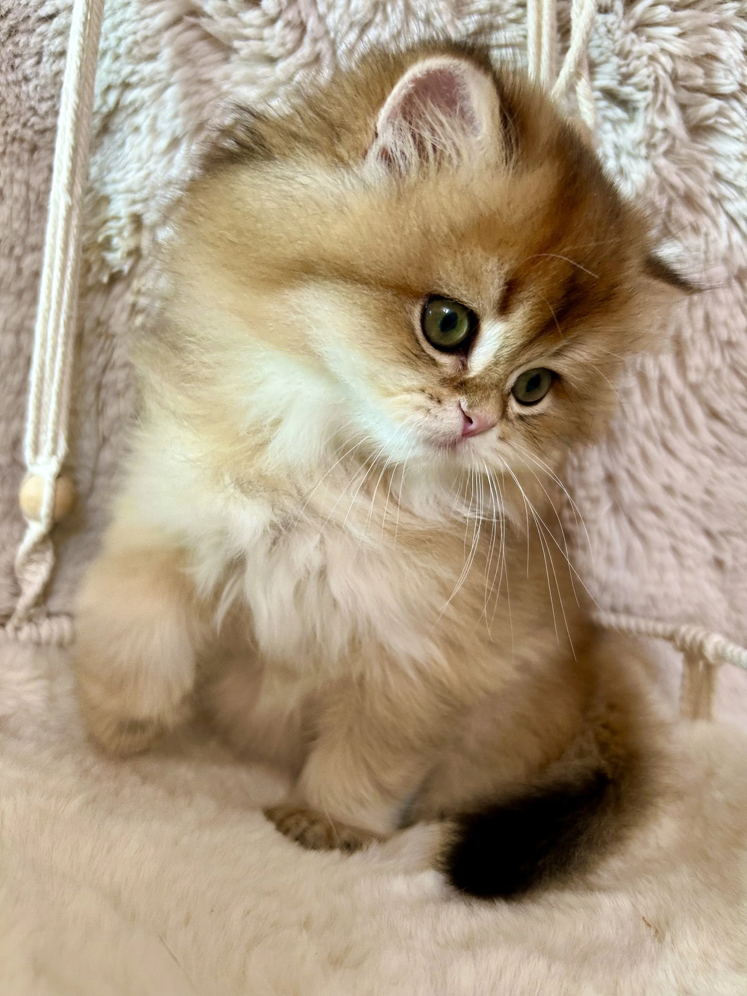 Cute British Scottish Fold Straight Kitten For Sale In Vancouver Portland Seattle USA