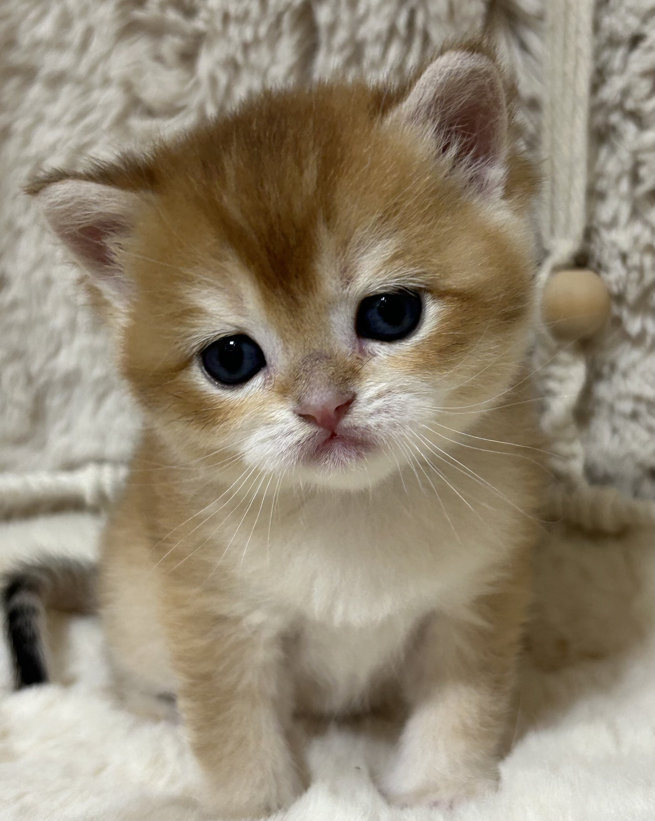 Cute British Scottish Fold Straight Kitten For Sale In Vancouver Portland Seattle