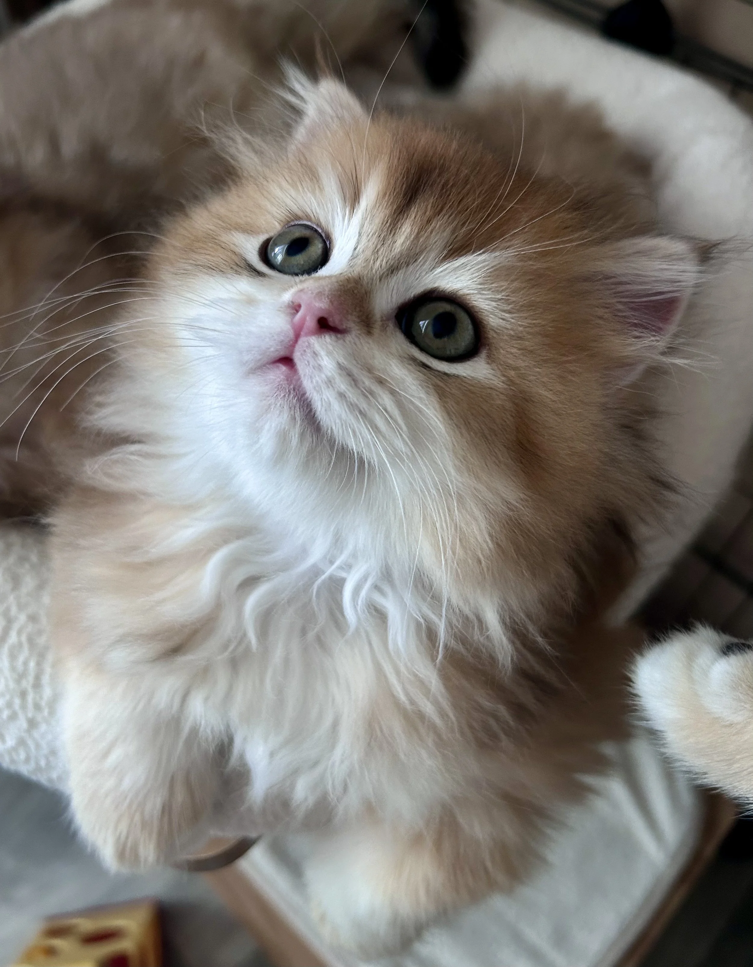 Cute British Scottish Fold Straight Kitten For Sale In Vancouver Portland Seattle USA
